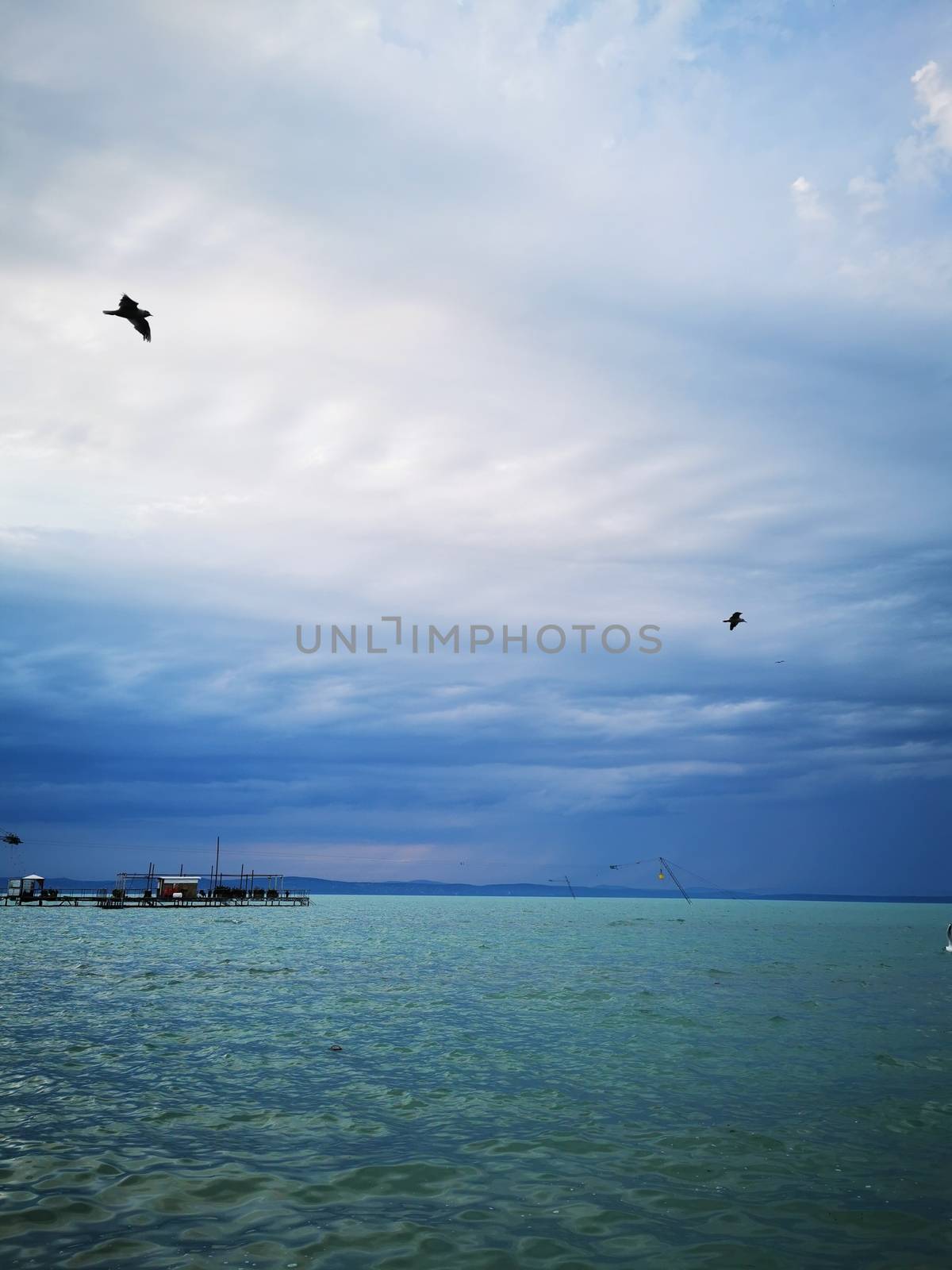 A bird flying over a body of water. High quality photo