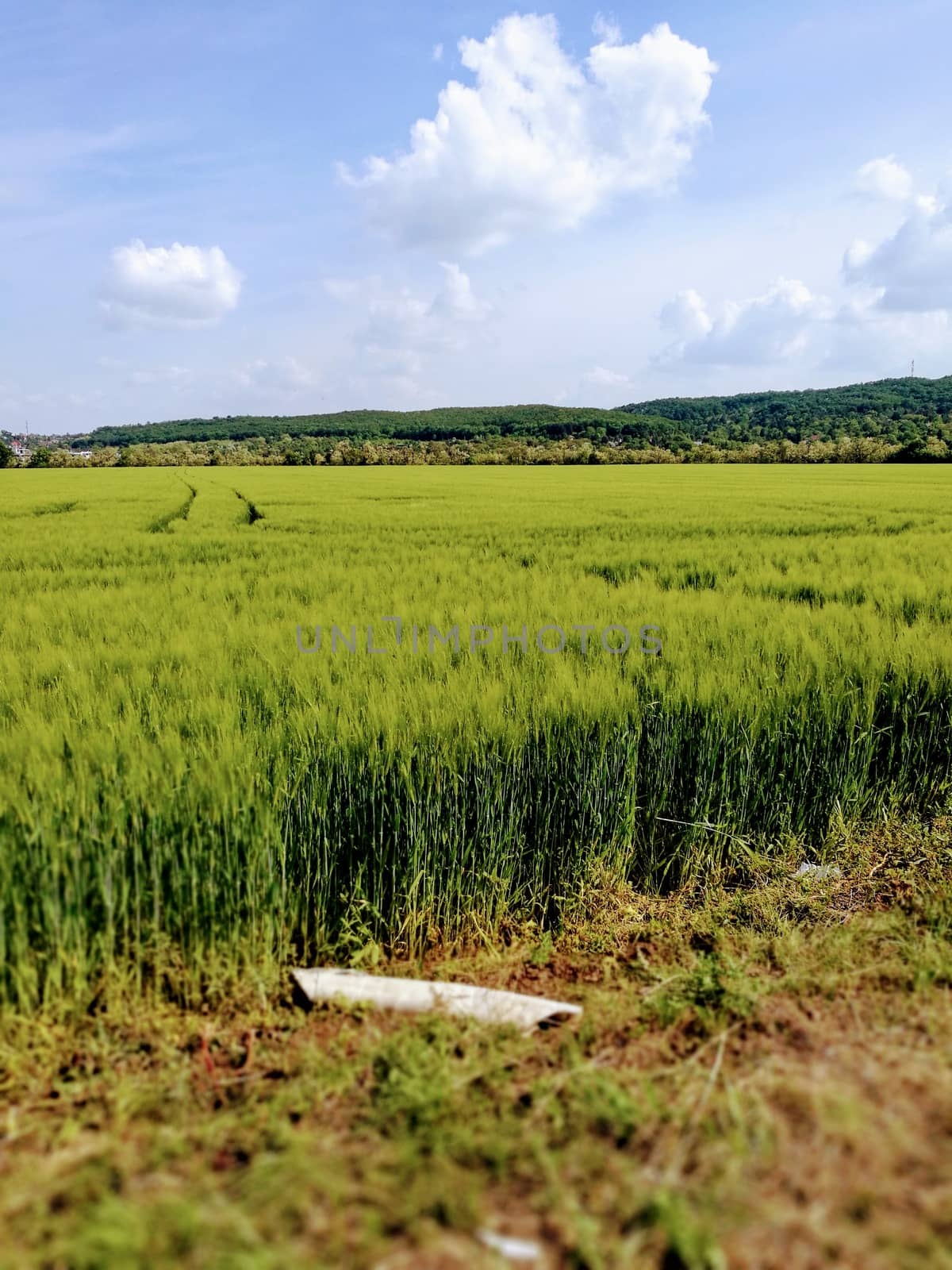 A close up of a lush green field. High quality photo