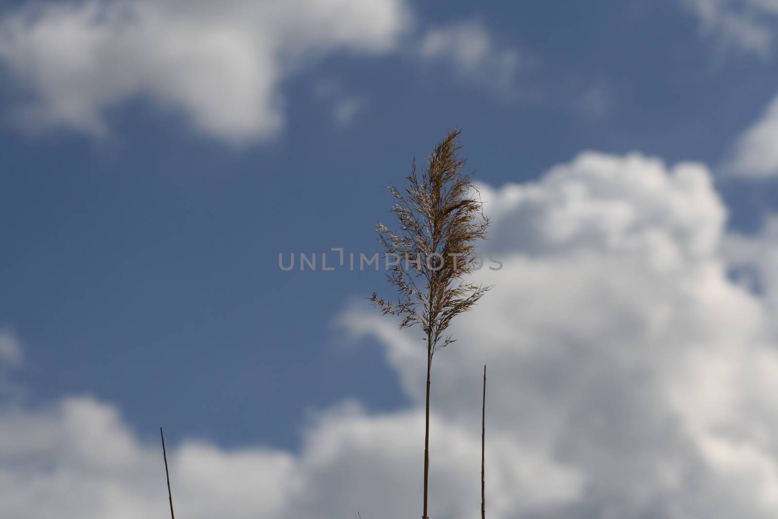 Macro shot of the reed and the beautiful blue sky in the background by balage941