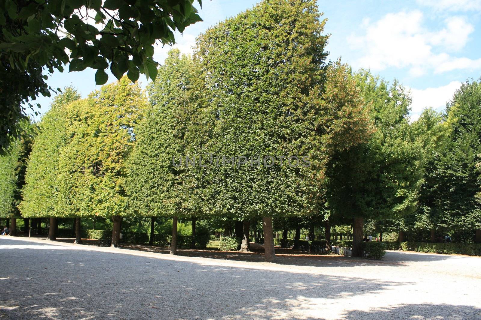 A tree on the side of a road. High quality photo