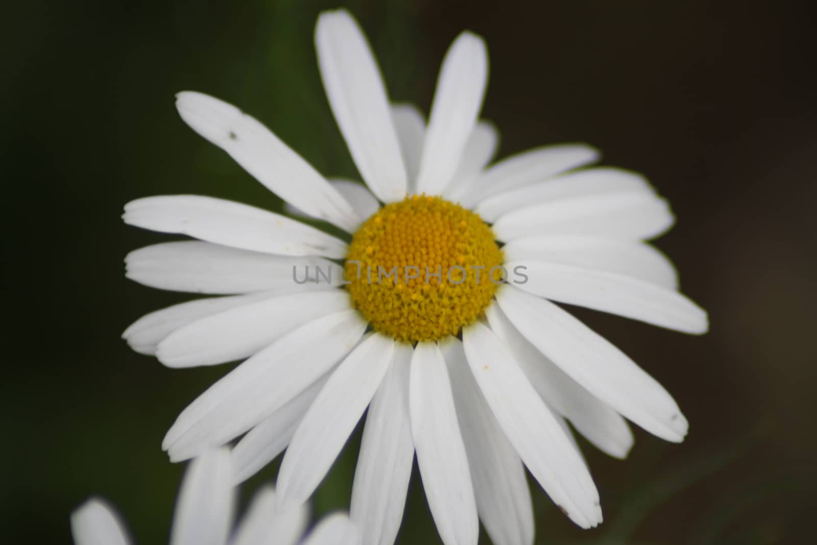 A close up of a flower. High quality photo