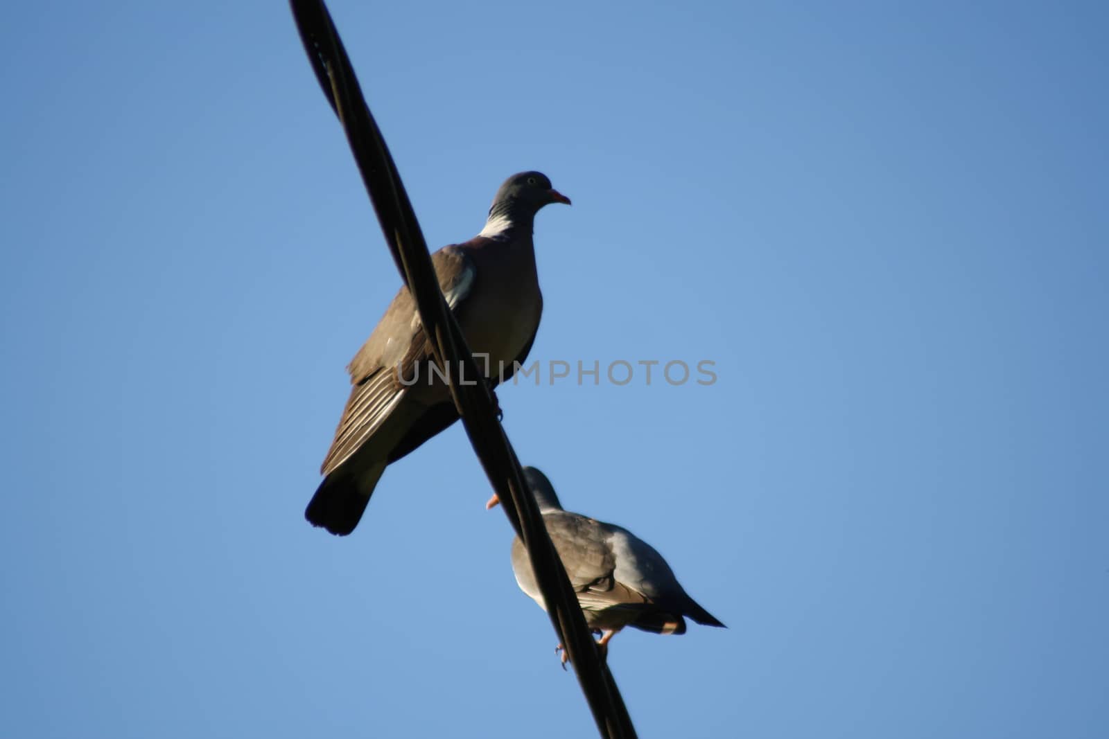 A bird perched on top of a pole. High quality photo