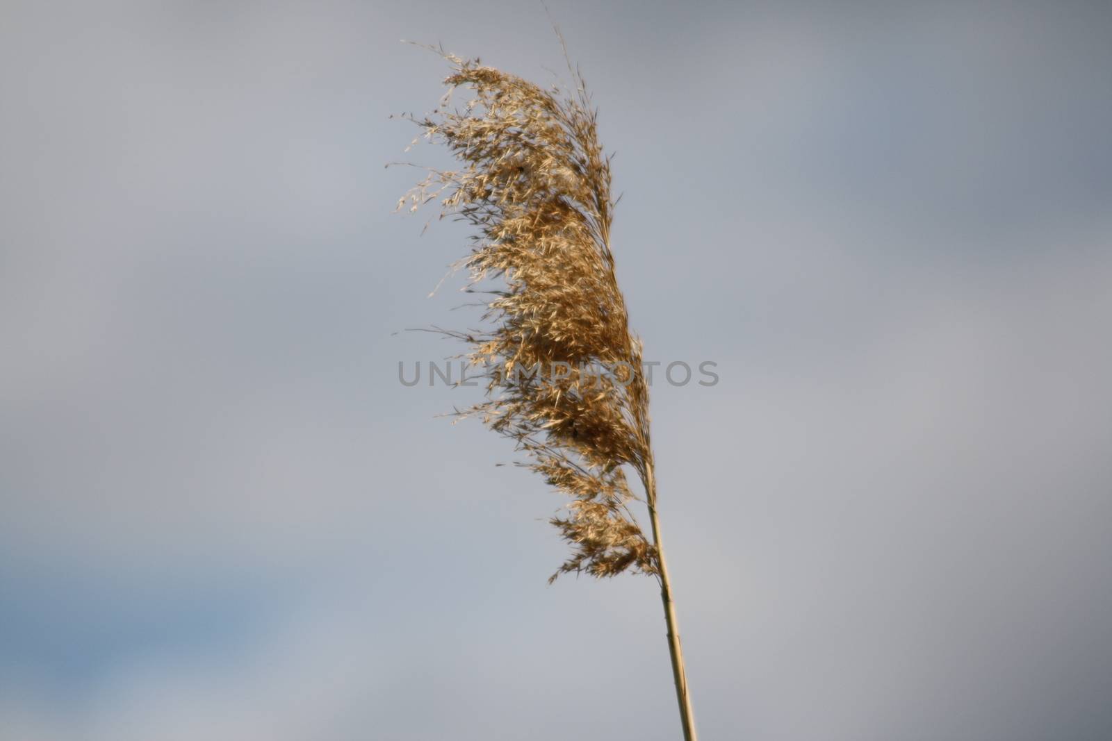 Brown reed and the blue sky. High quality photo