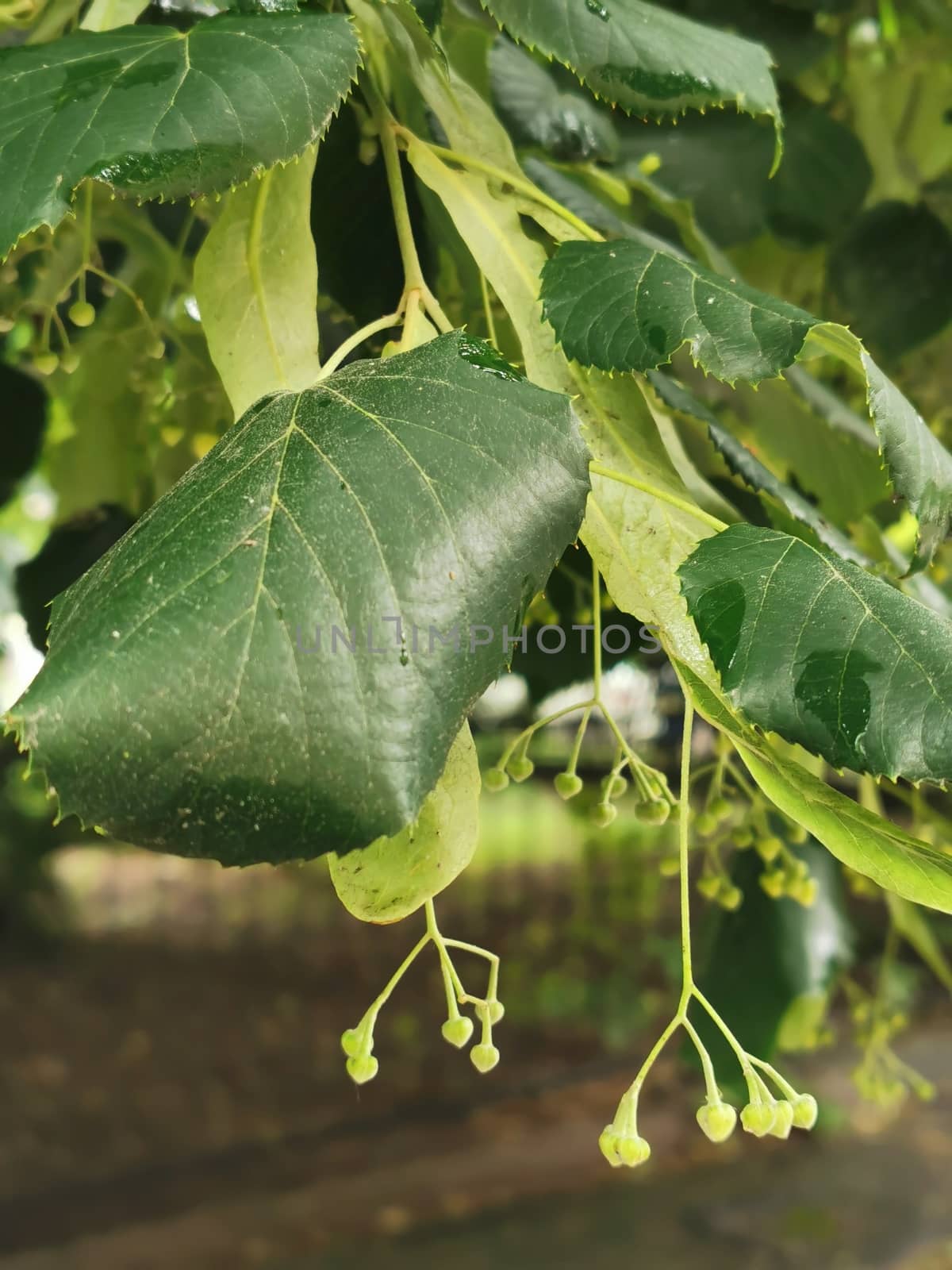 A close up of a green plant. High quality photo