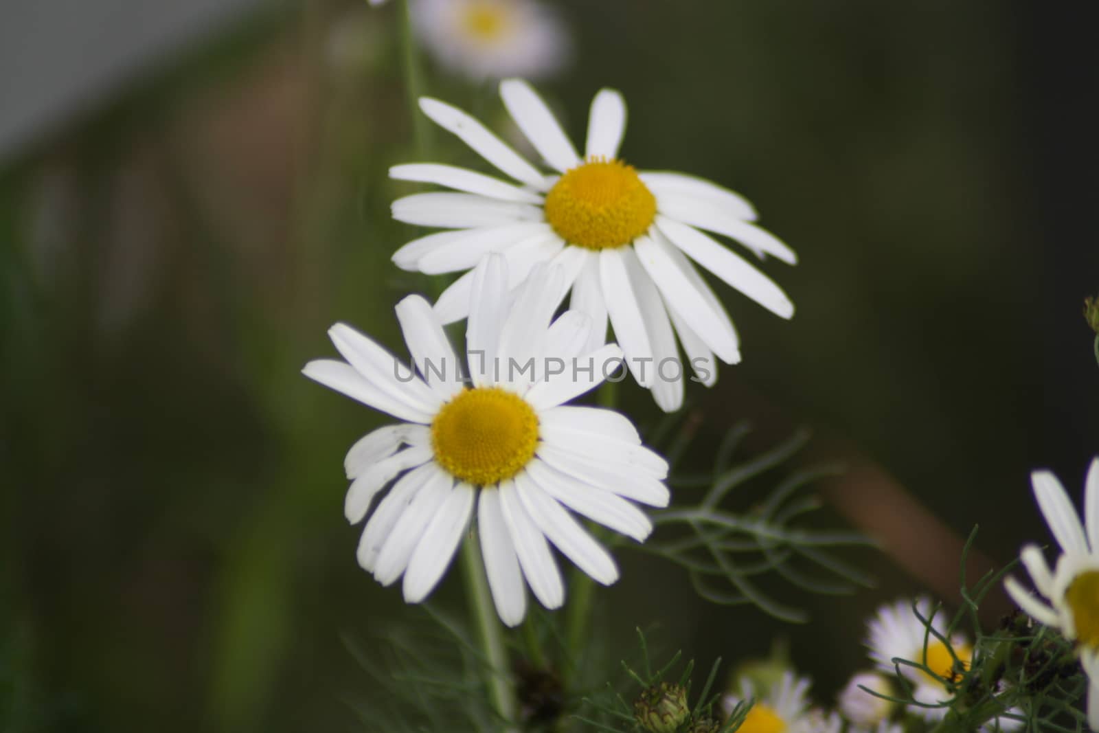 Bellis perennis flower in Budapest. High quality photo