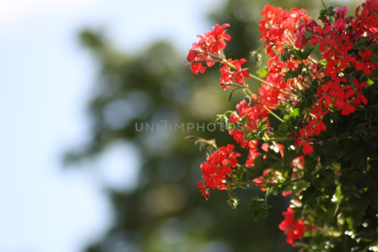 A close up of a flower. High quality photo