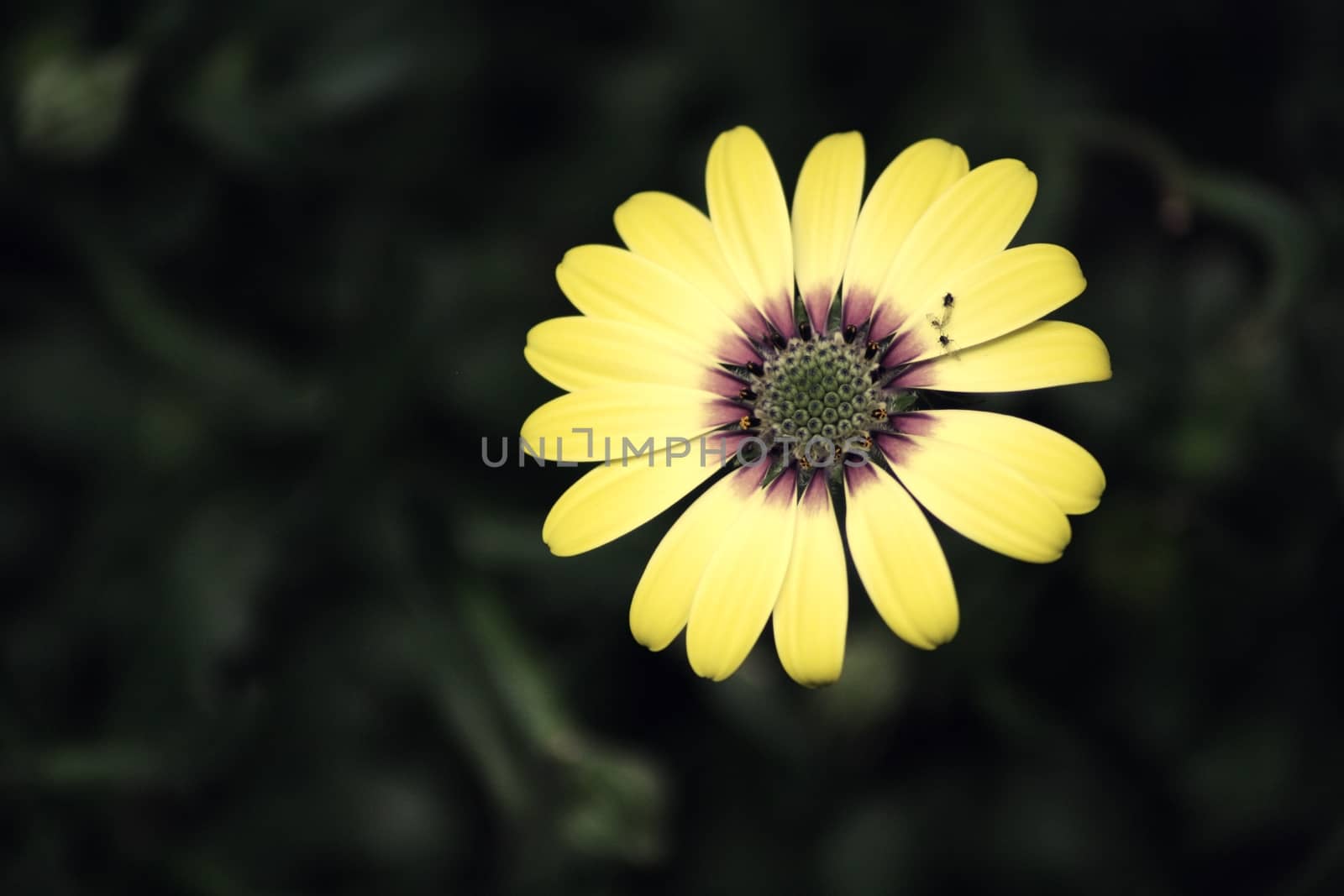 A close up of a flower. High quality photo