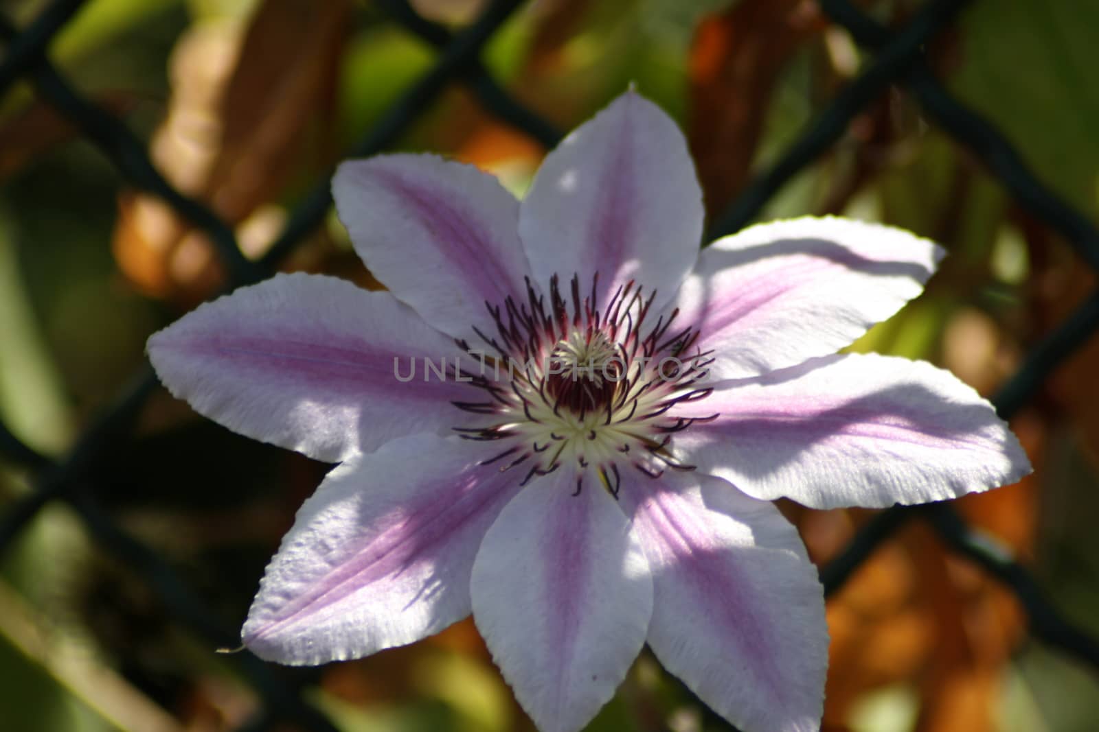 A close up of a flower. High quality photo