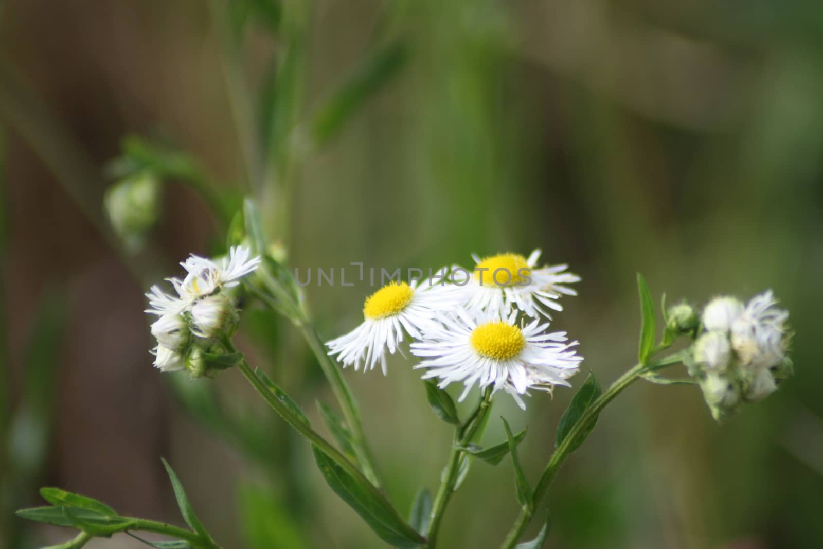 A vase of flowers on a plant. High quality photo