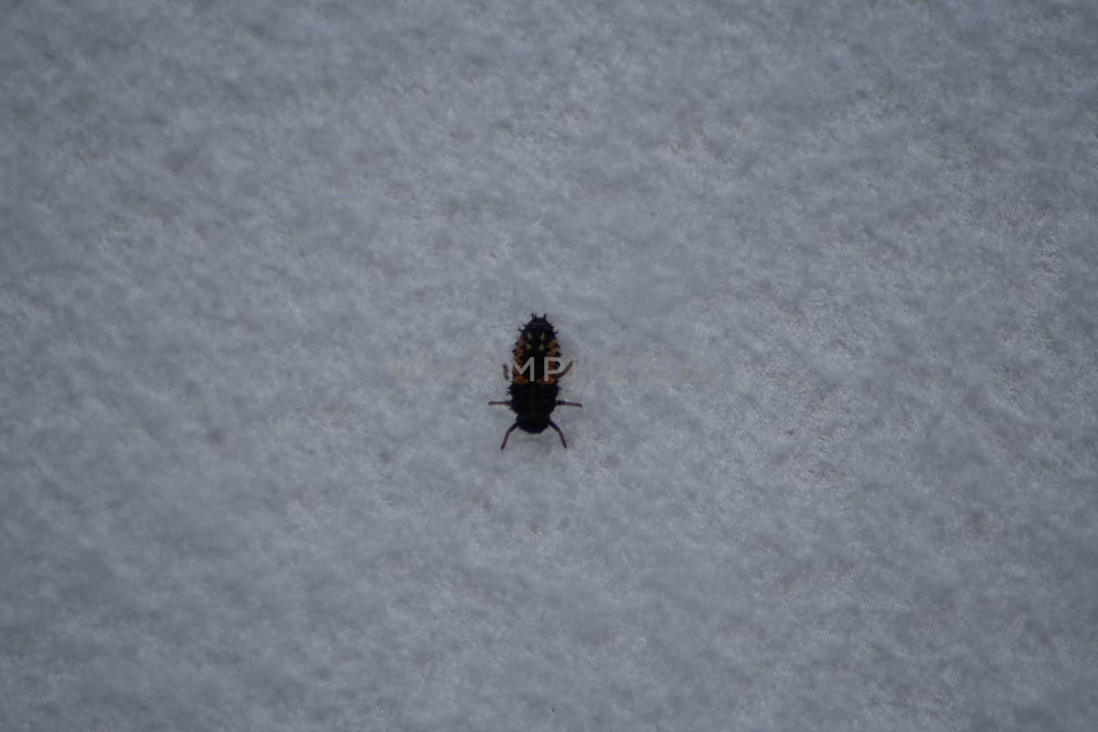 Beetle on a white background. High quality photo