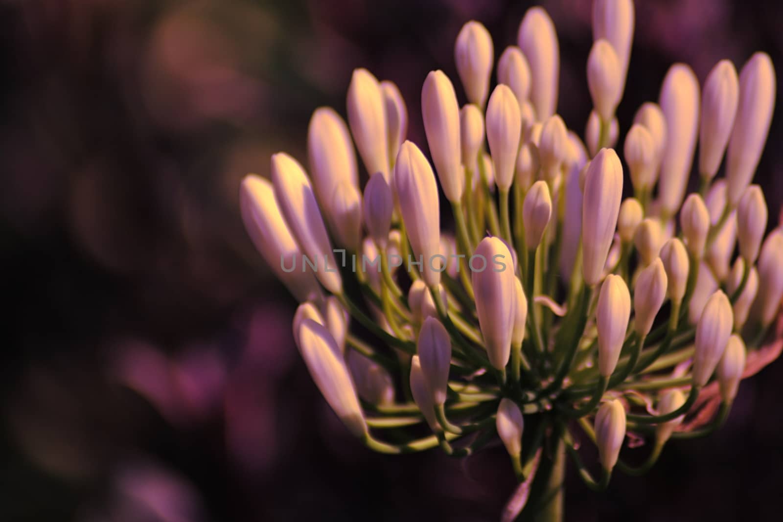 A close up of a flower. High quality photo