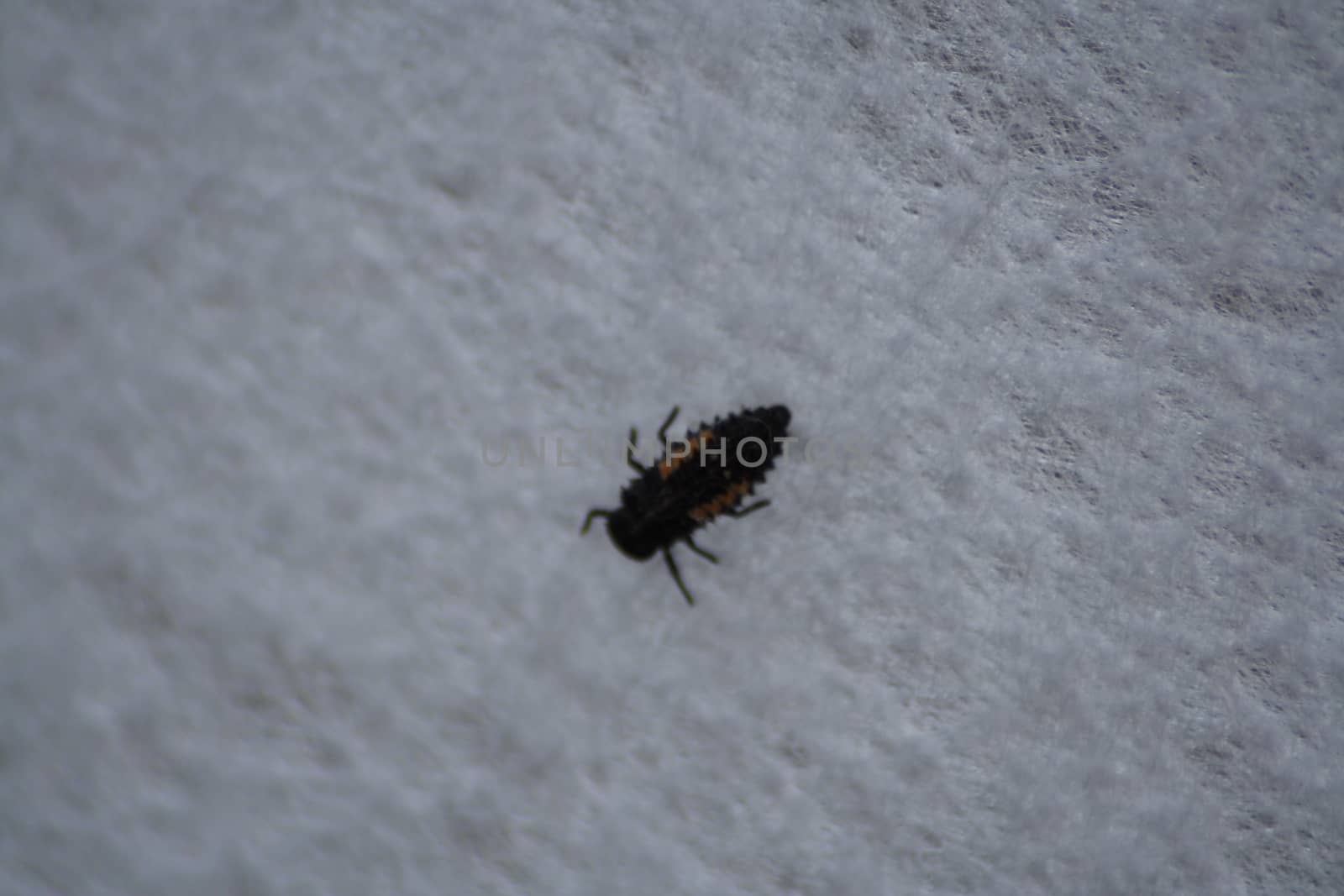 A close up of a beetle. High quality photo