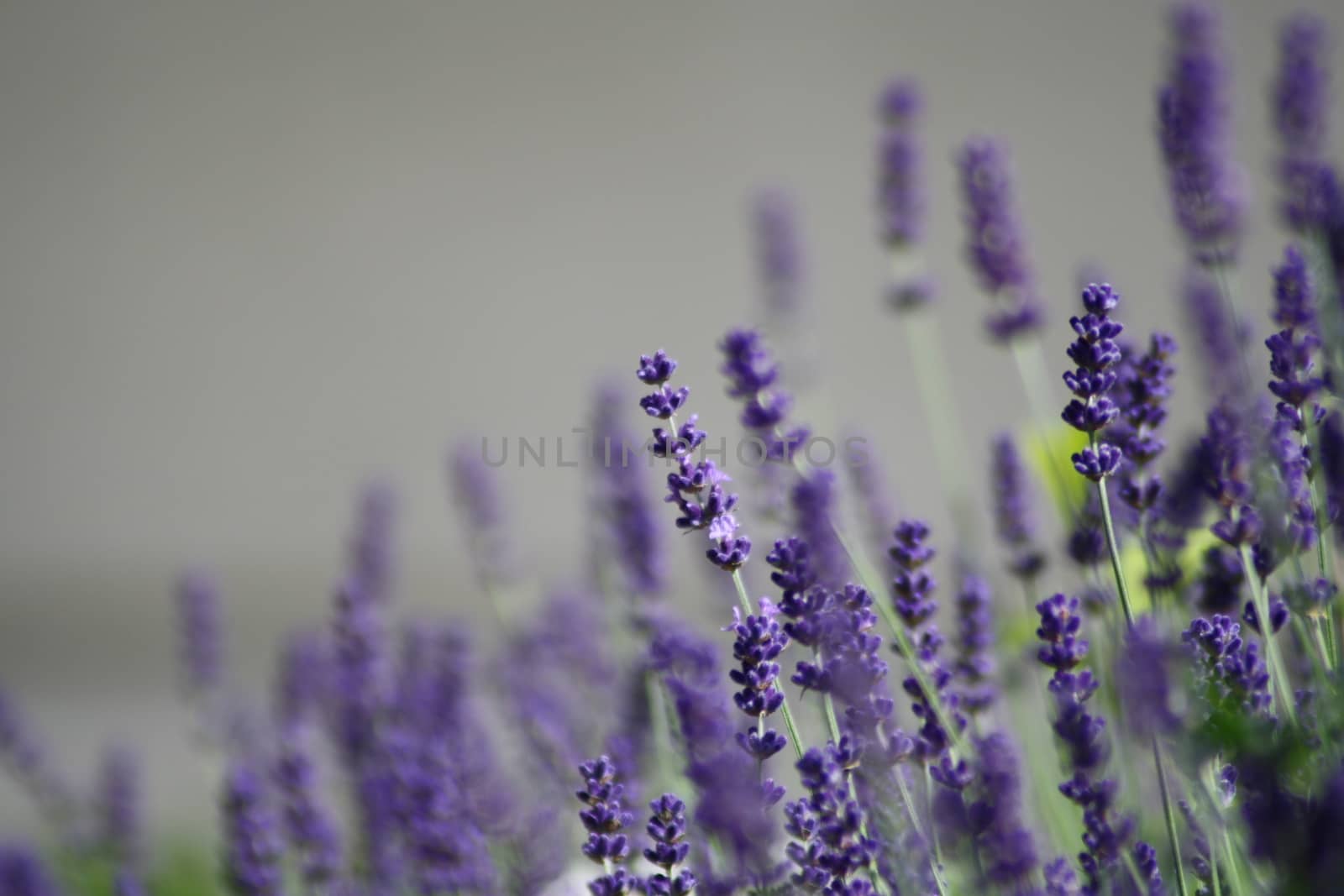 Levander field in budafok forest. High quality photo