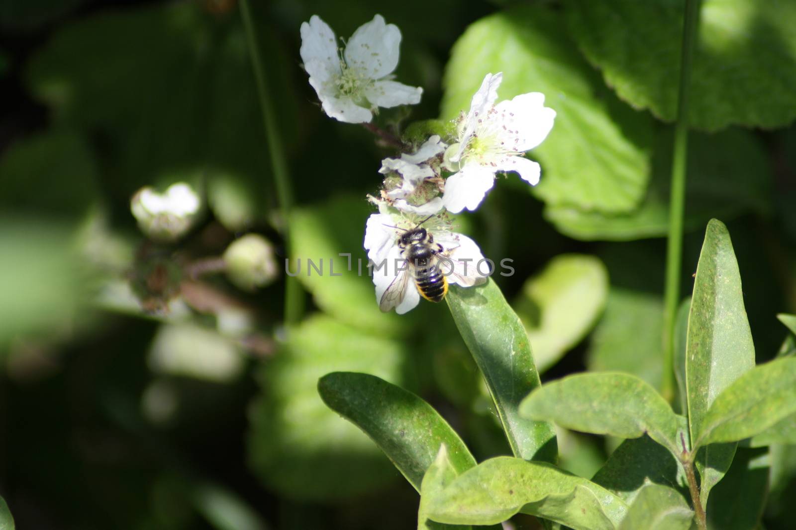 Close-up photo of a wasp who got on the flower. High quality photo