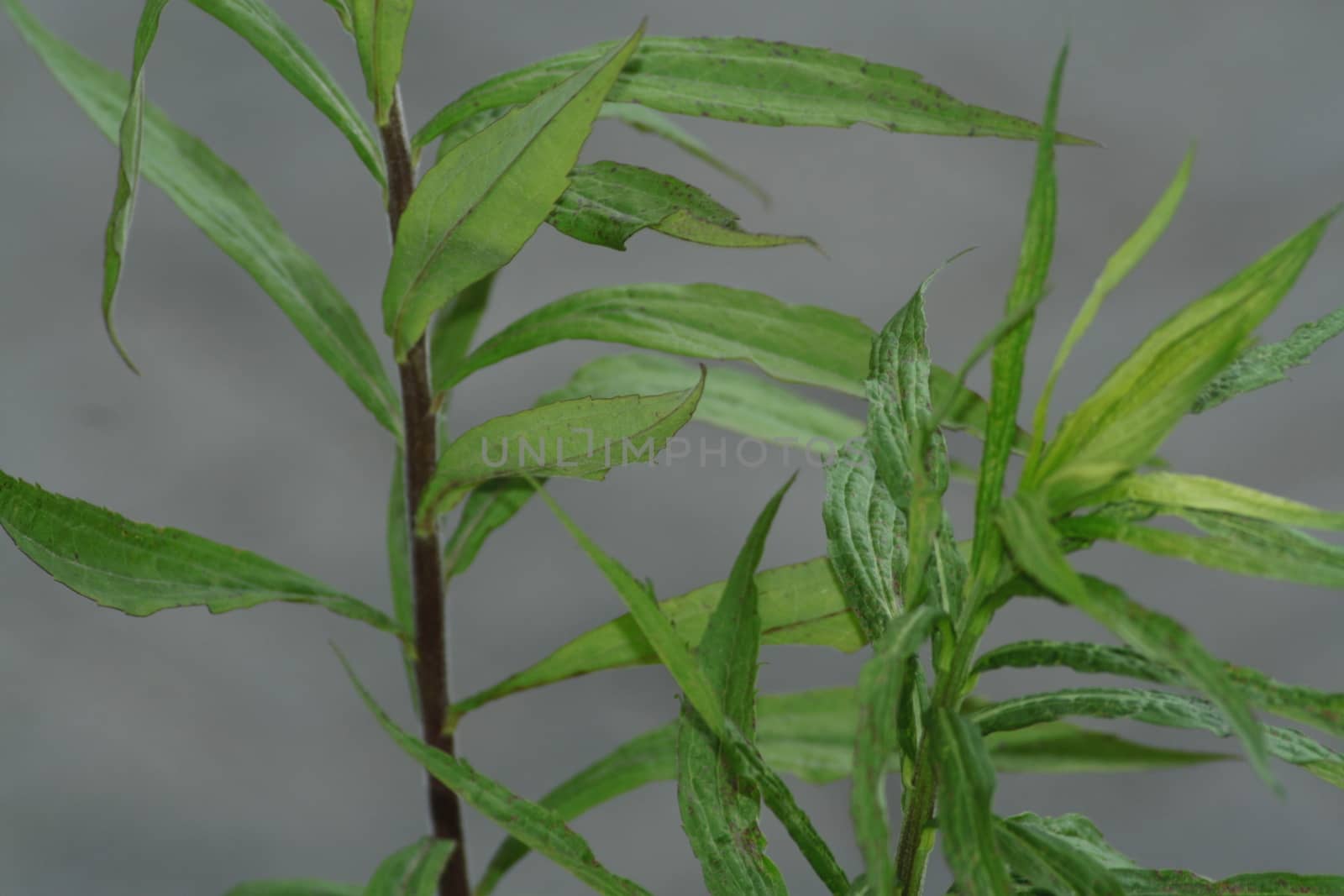 Justicia gendarussa plant in a grey backround. High quality photo