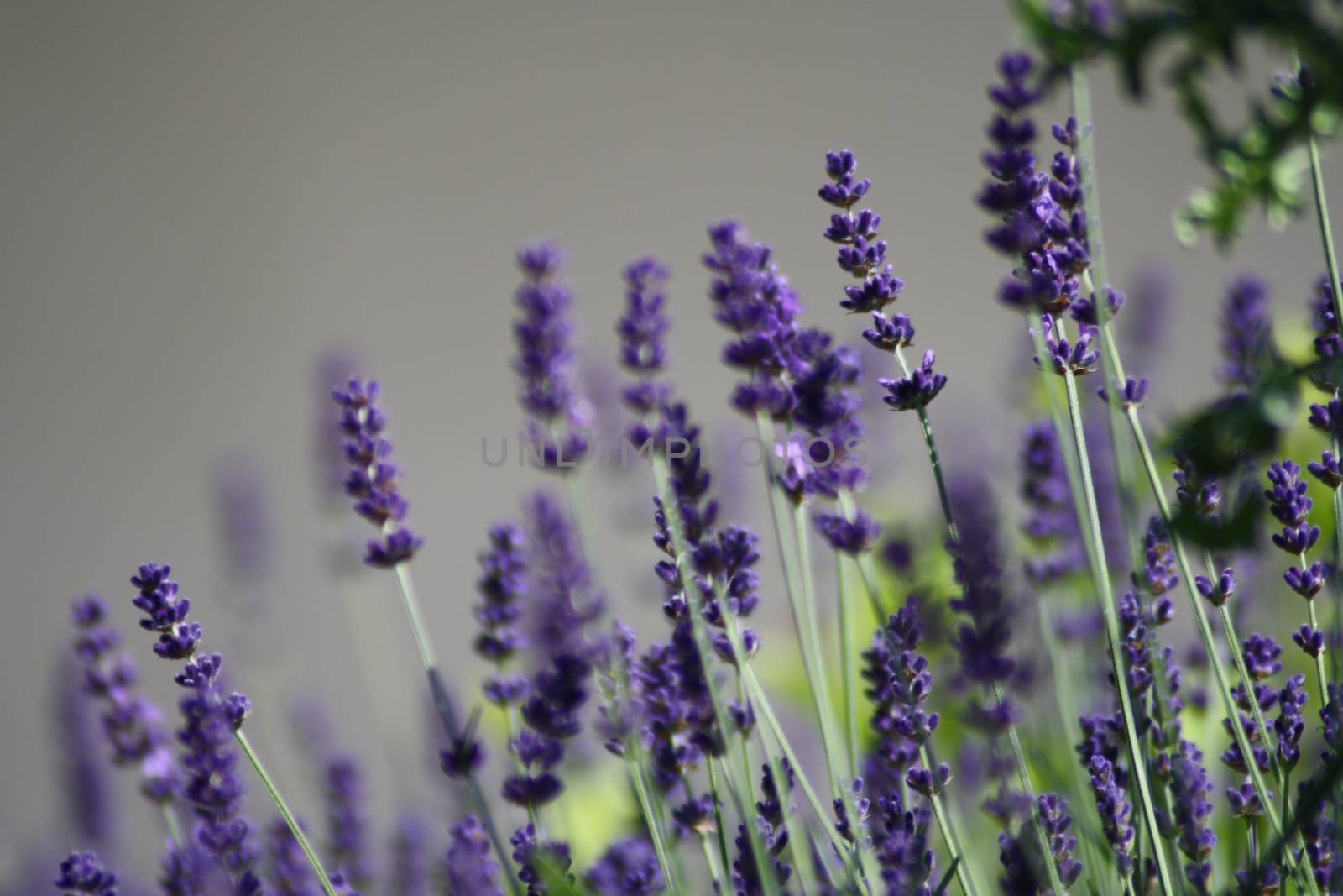 A close up of a flower. High quality photo