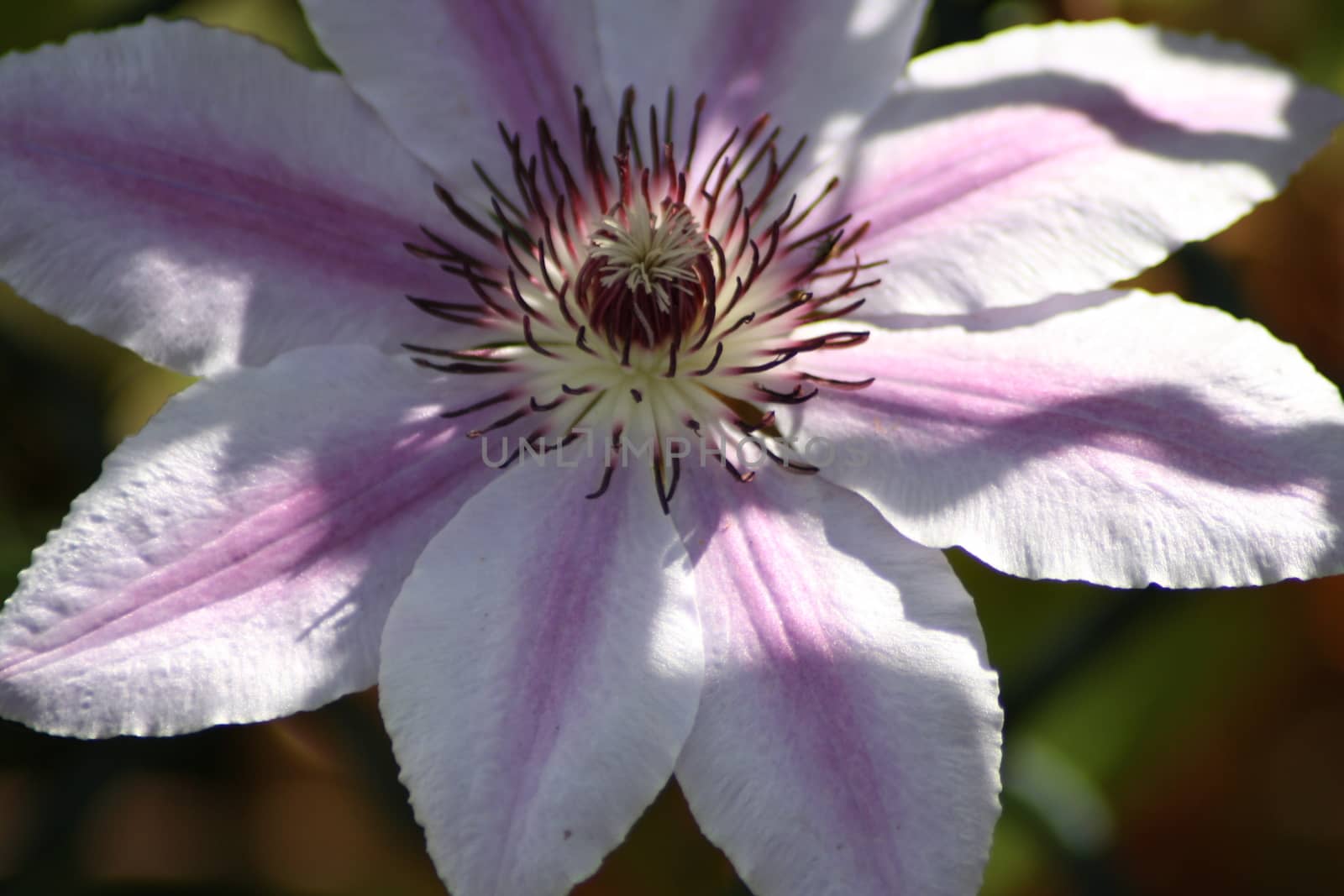 A close up of a beautiful "Clematis" flower . High quality photo