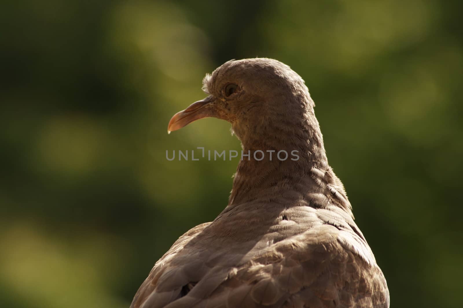 Close-up of the pigeon on the railing of our balcony High quality photo