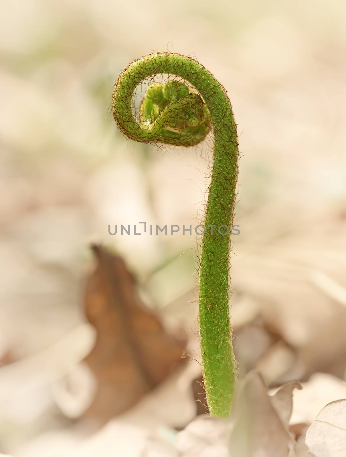 Fern leaf in forest. Fern sprout closeup