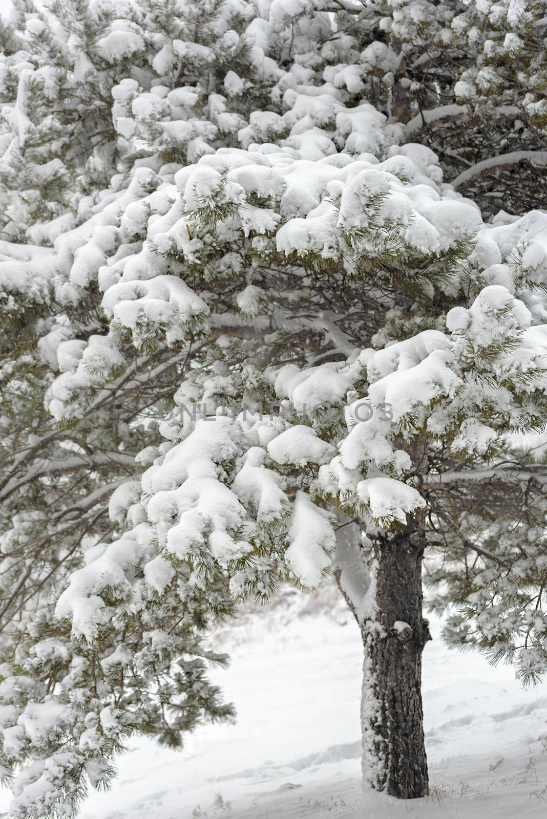 Trees with snow in winter park. Snow on branches