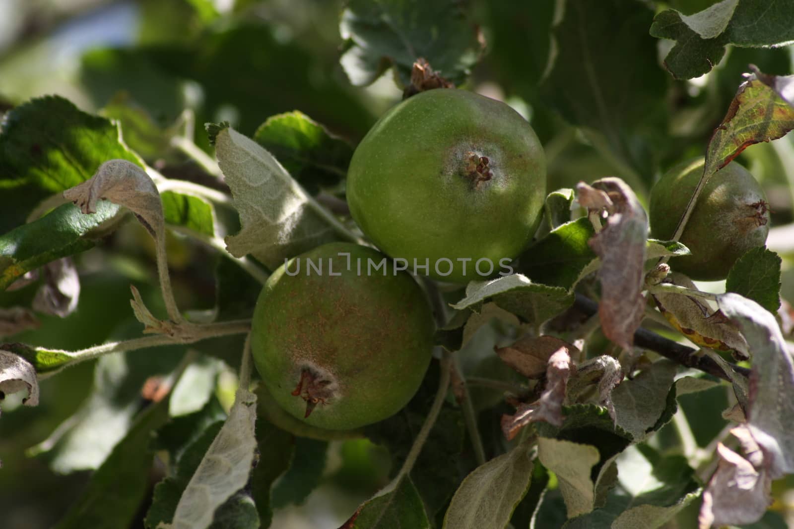 A close up of a fruit hanging from a branch. High quality photo