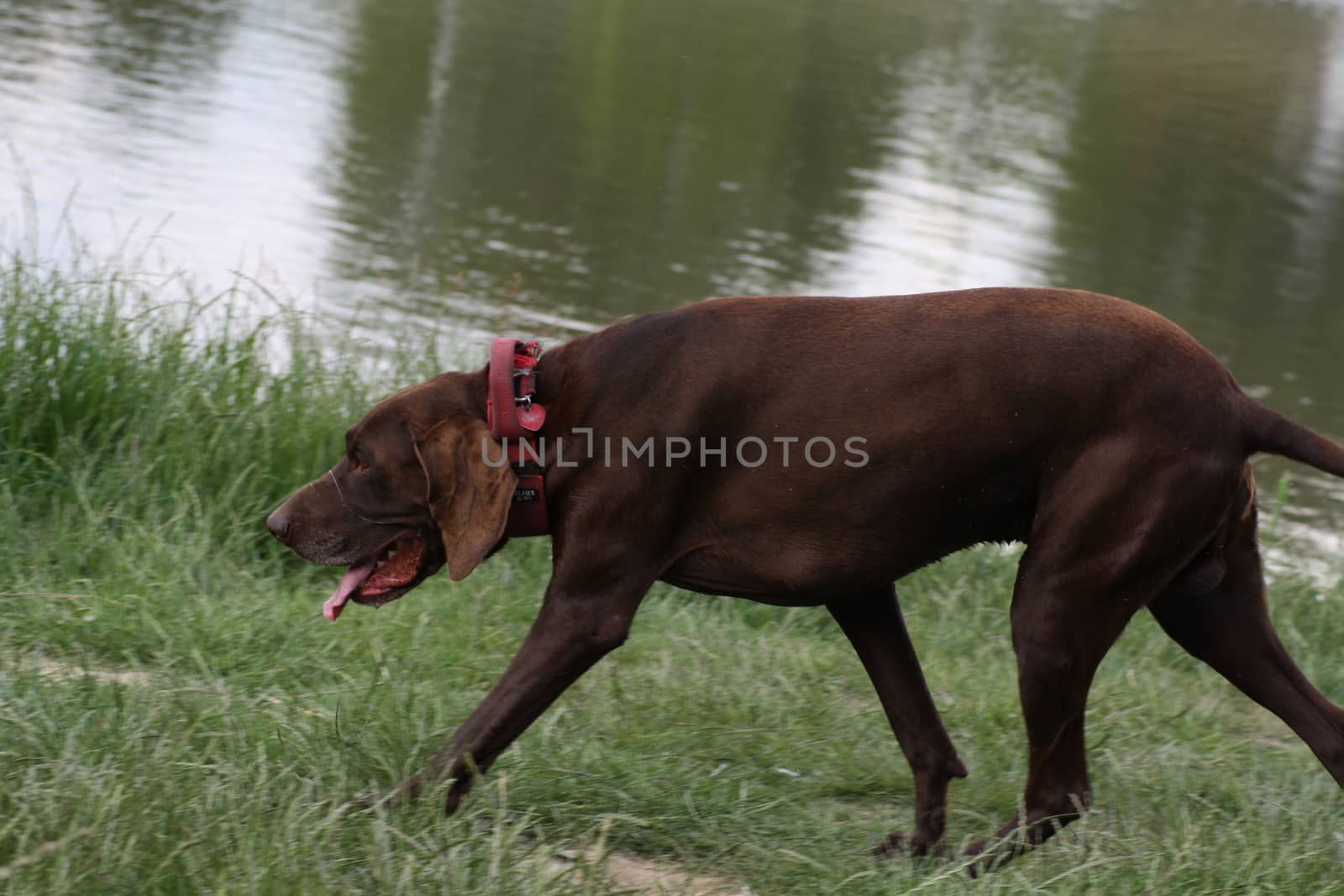 A large brown dog standing next to a body of water by balage941