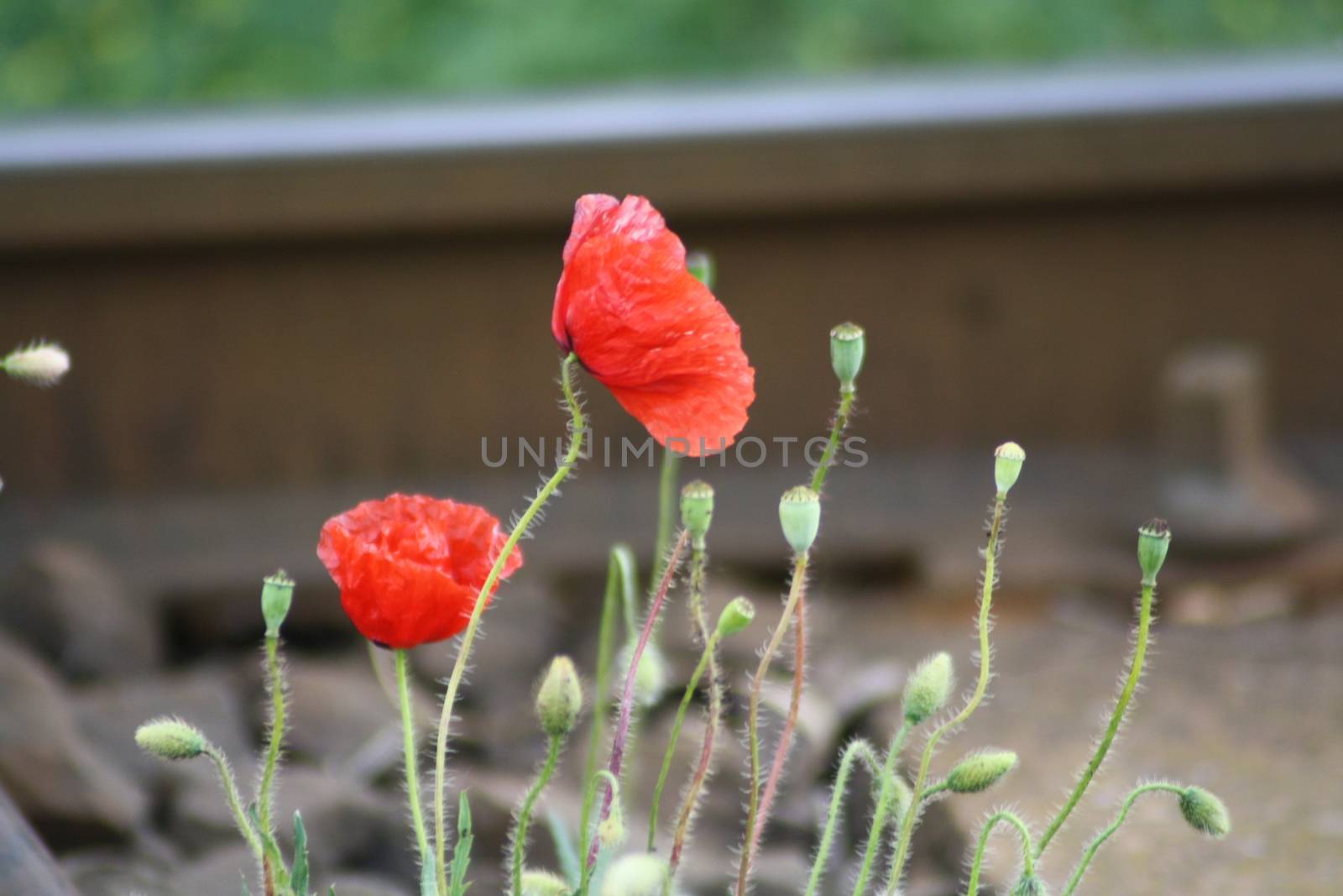 A close up of a red poppies by balage941