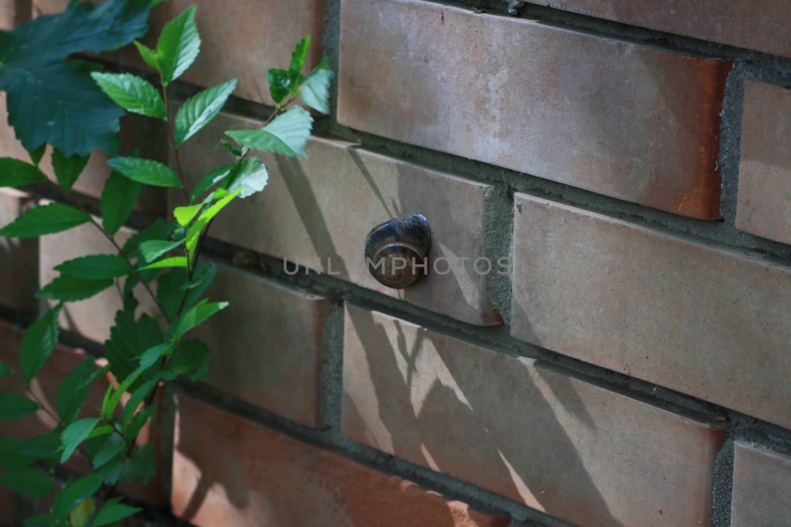 A close up of a snail and brick building. High quality photo