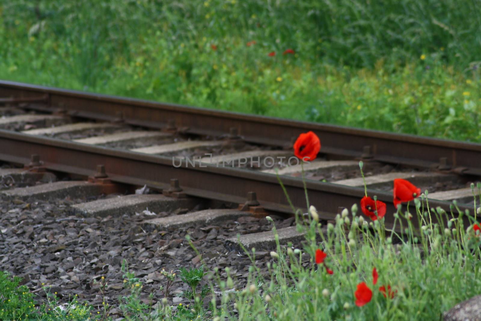 A close up of a flower garden and railway station by balage941