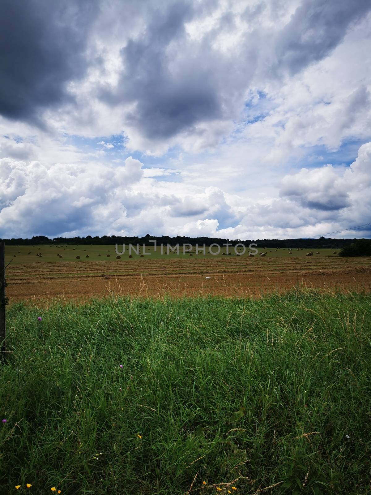 A large green field. High quality photo