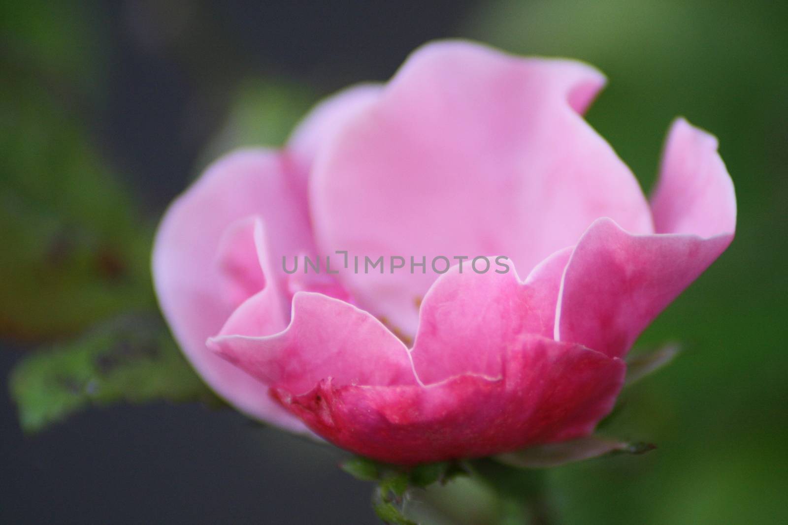 A close up of a flower. High quality photo