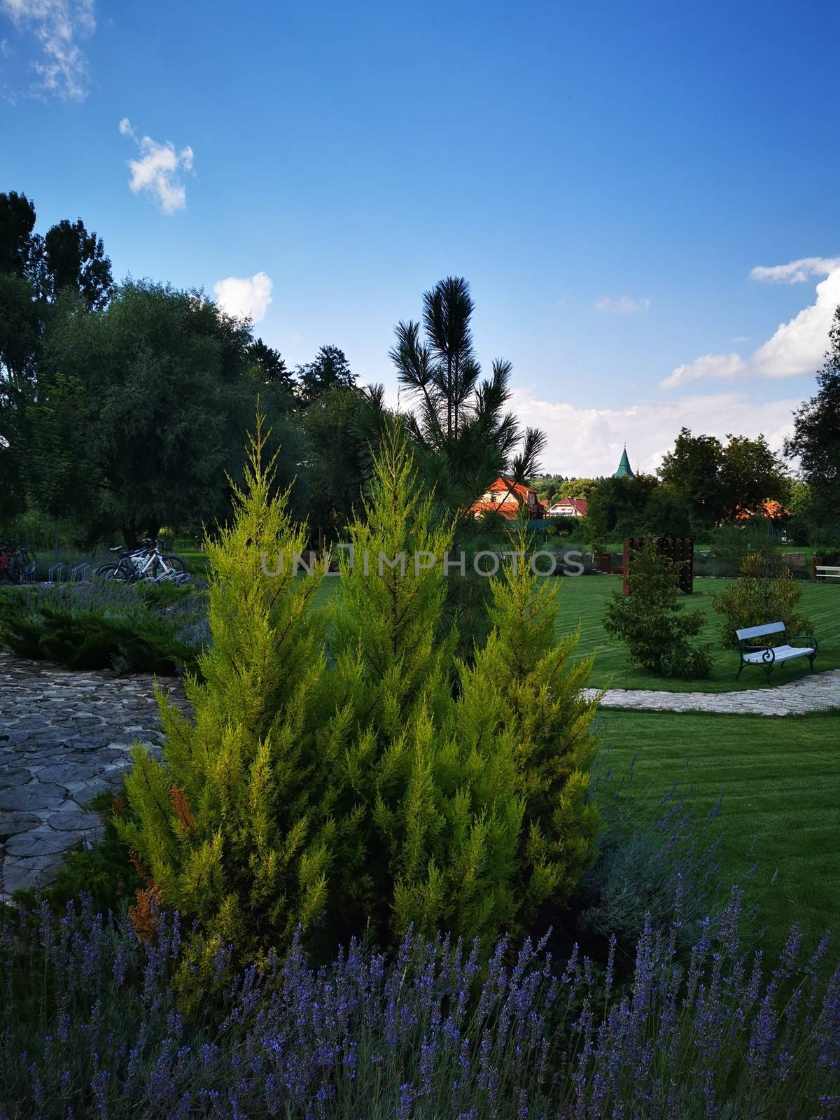 Pine trees and the beautiful nature background in Tündérkert/Miskolc. High quality photo