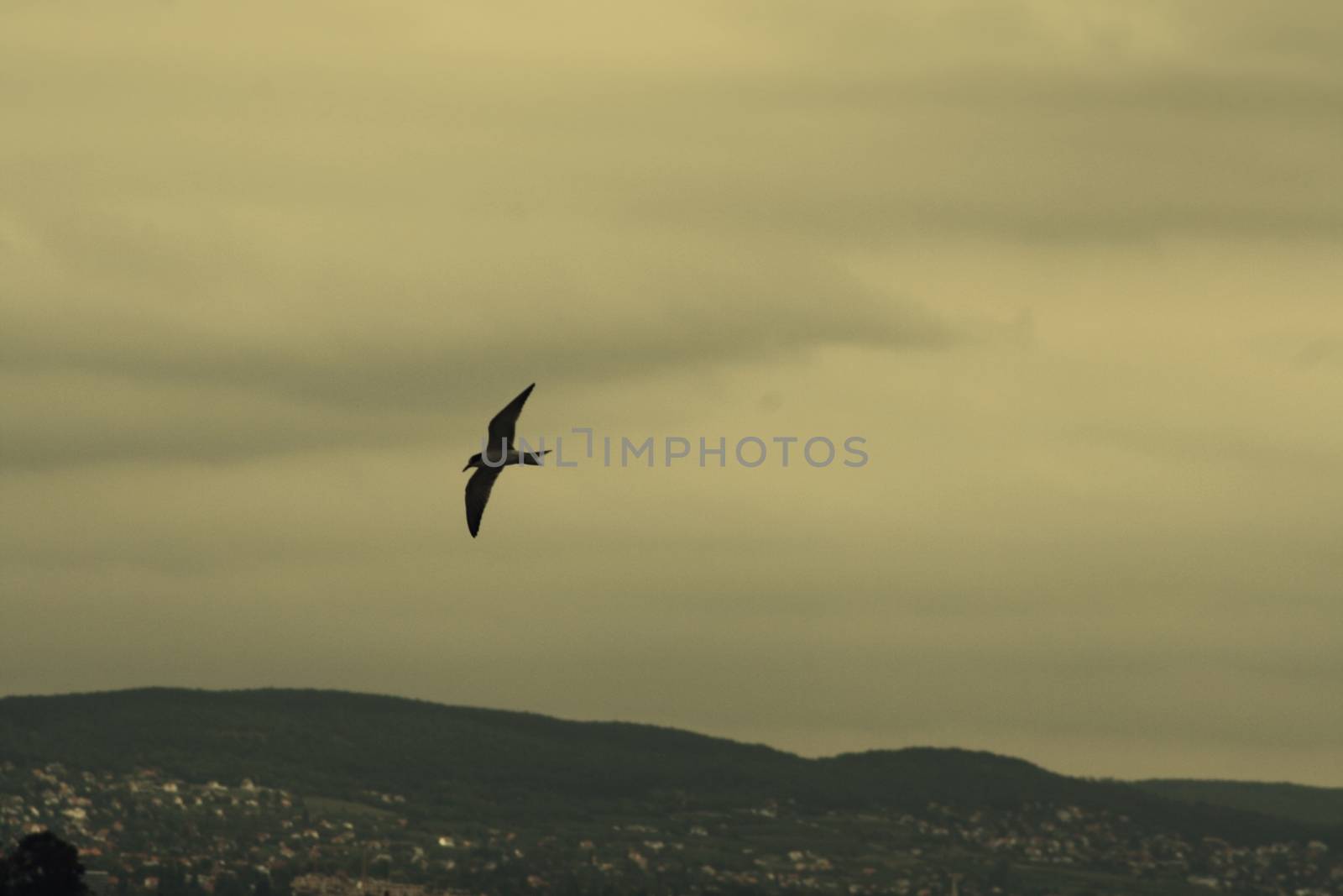 Seagull flies over Lake Balaton (pictured on ferry) High quality photo