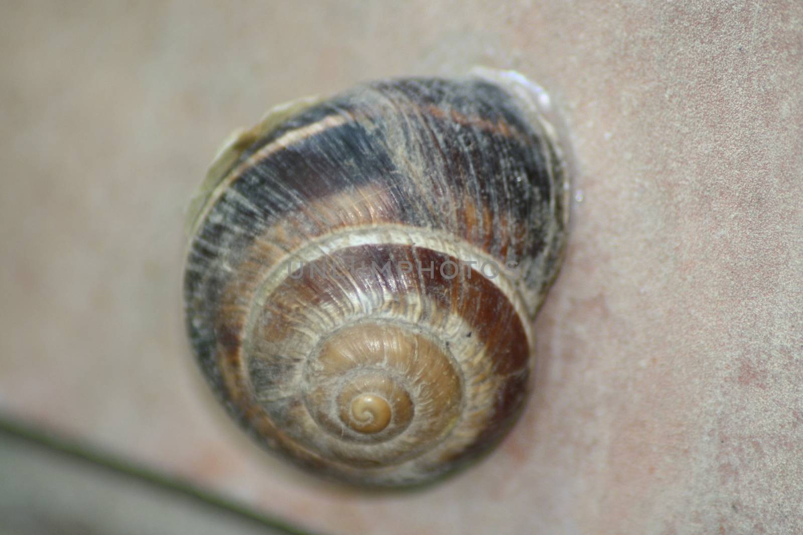 A close up of a snail. High quality photo