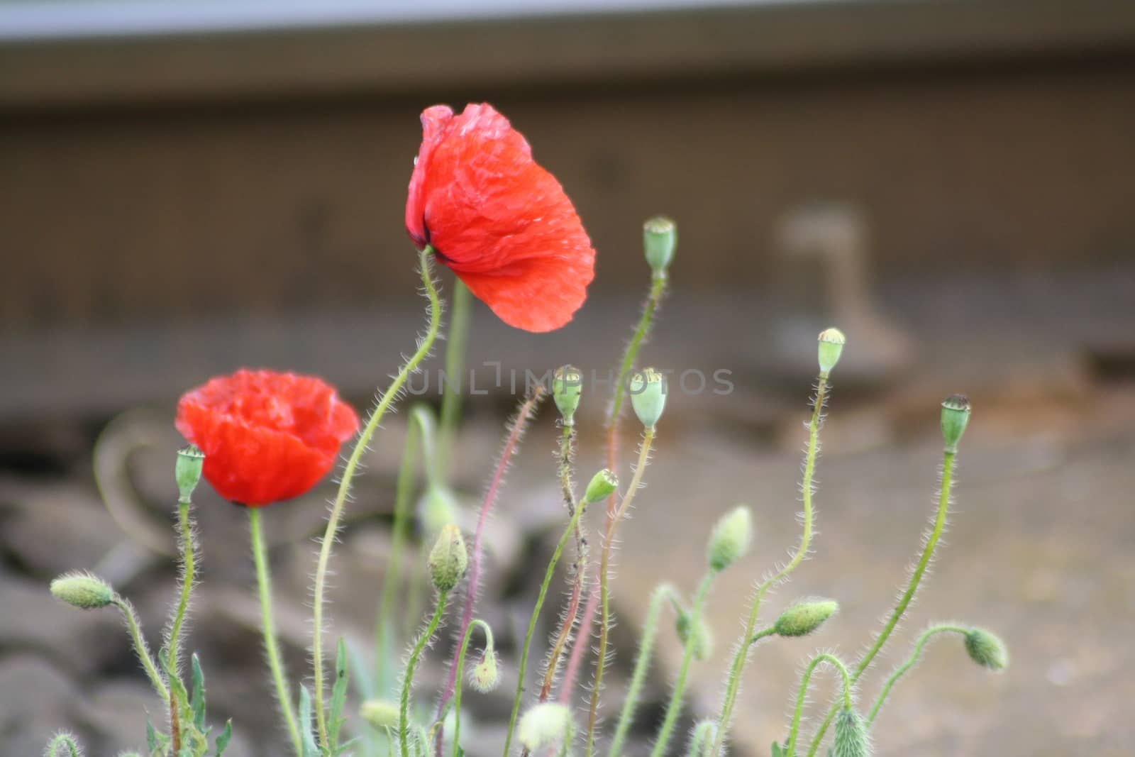 A close up of a red poppies. High quality photo