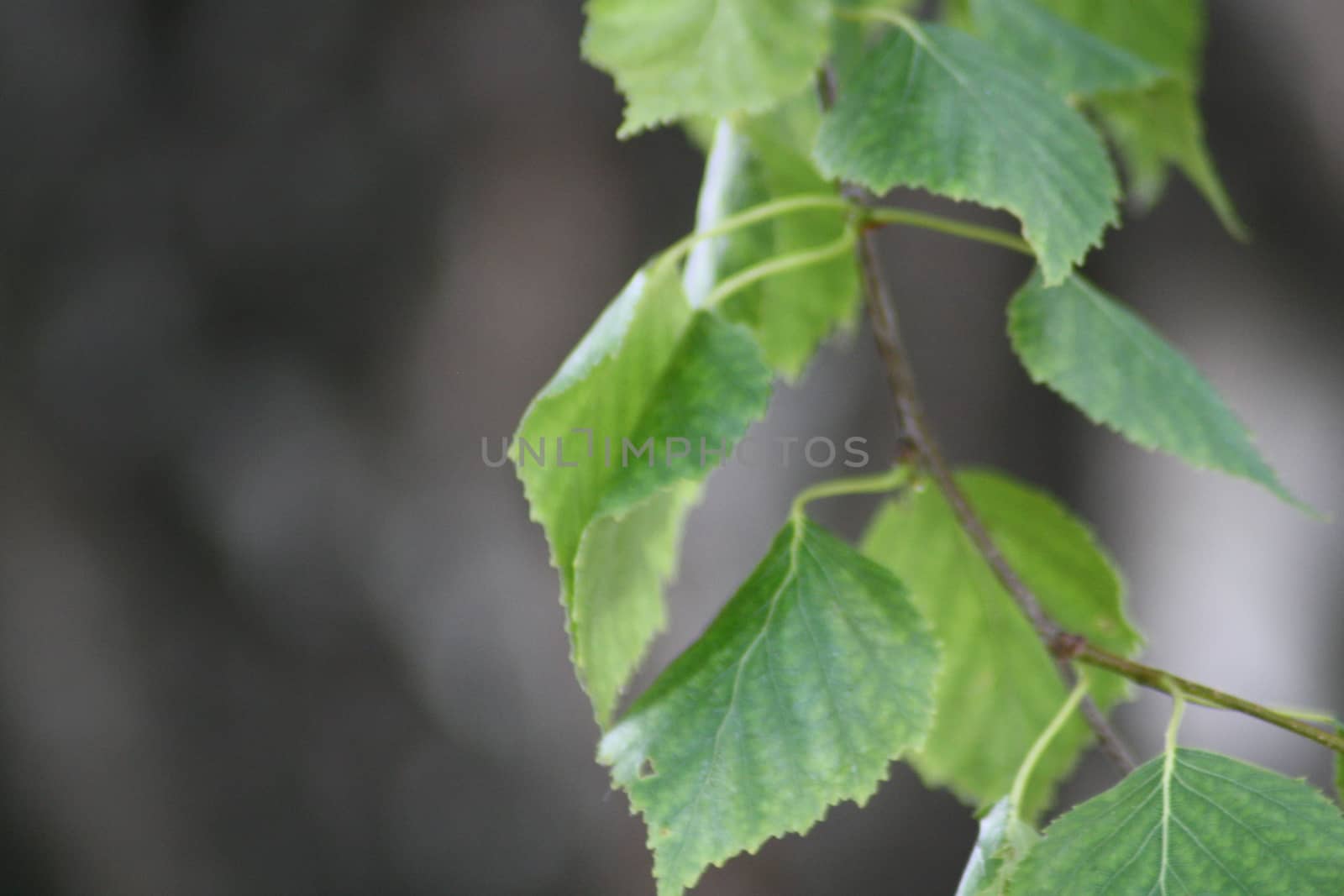 A close up of a green plant. High quality photo