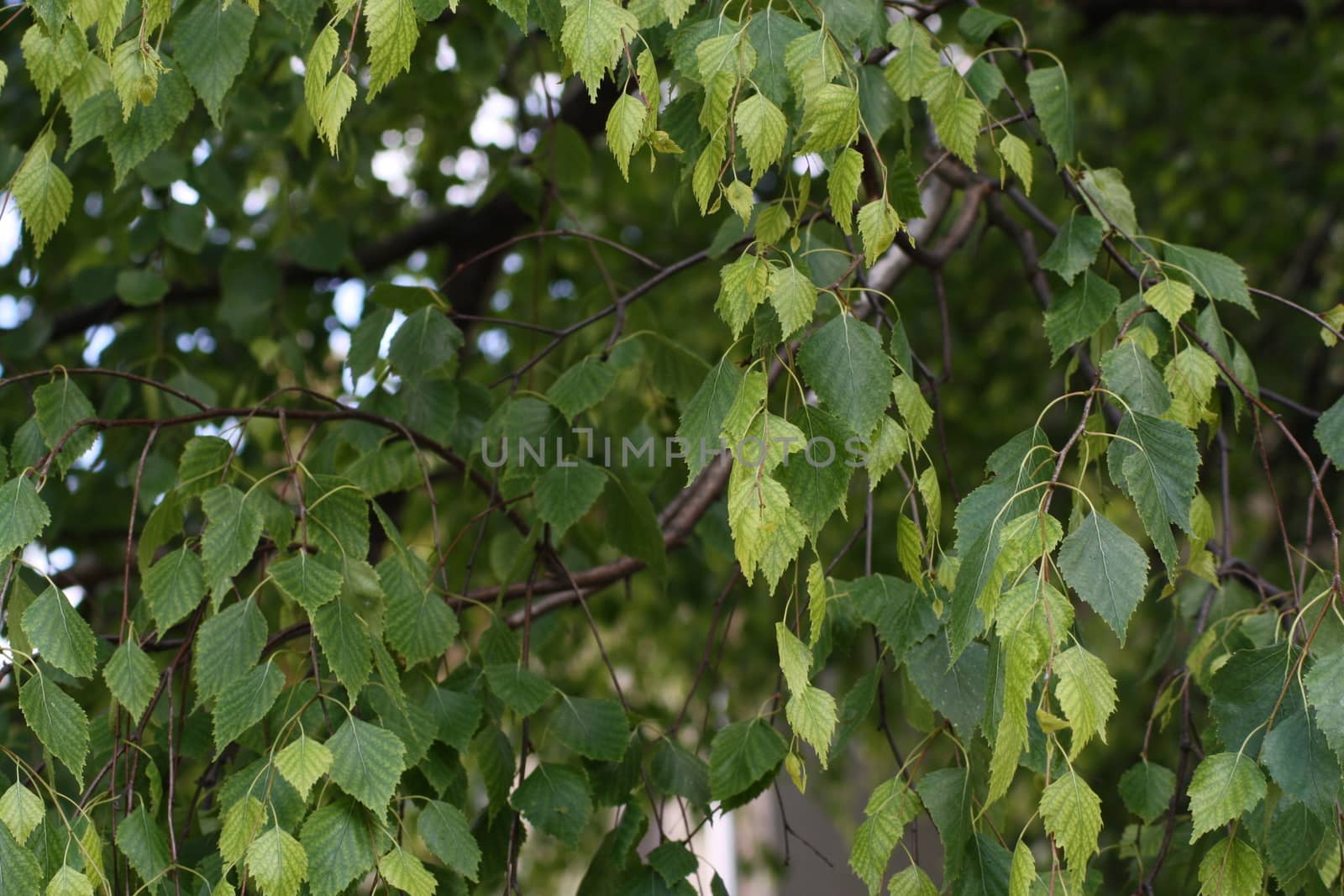 A close up of a tree leaves. High quality photo