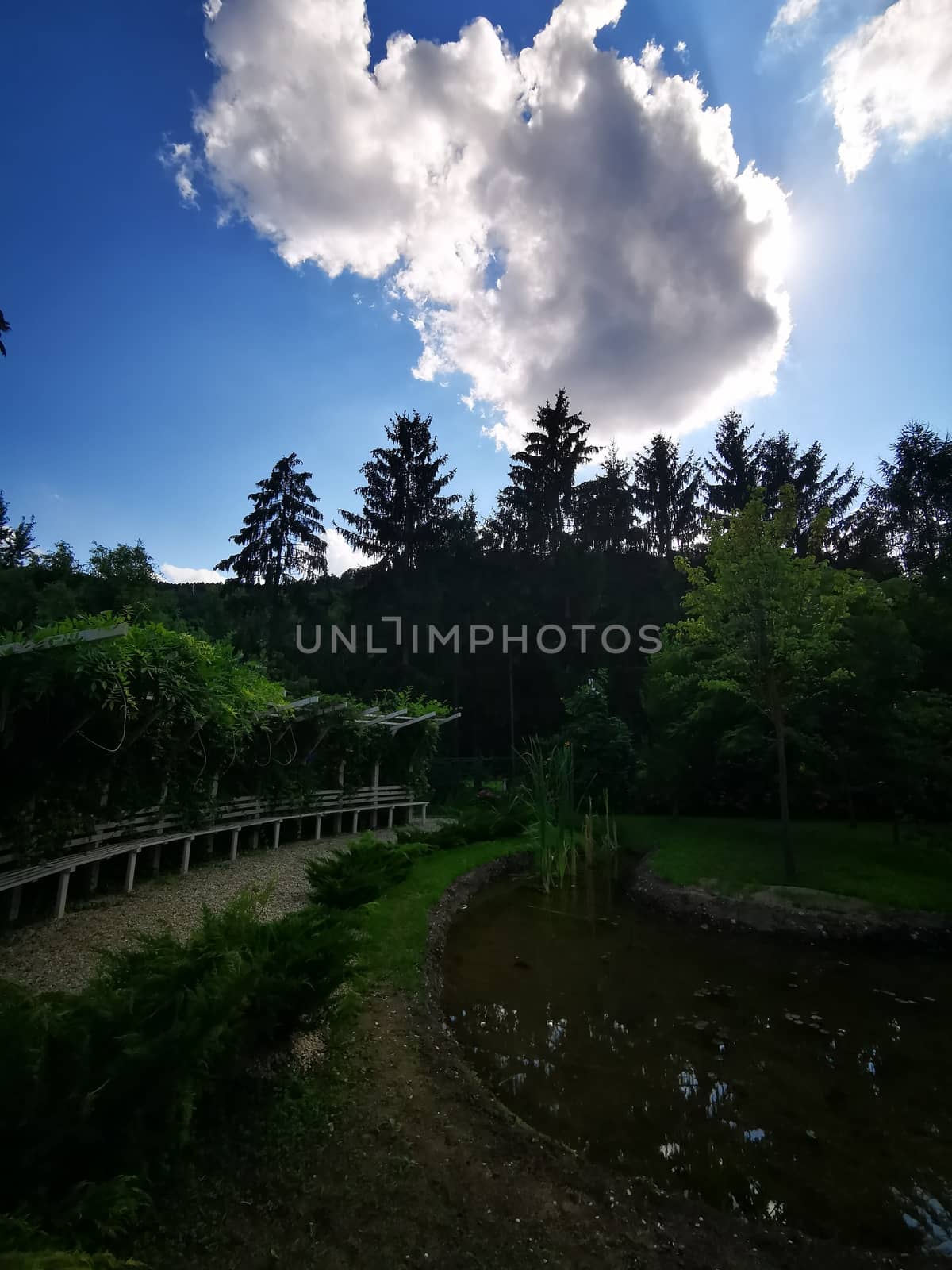 Fairy garden pine forests in Miskolc and beautiful blue sky High quality photo