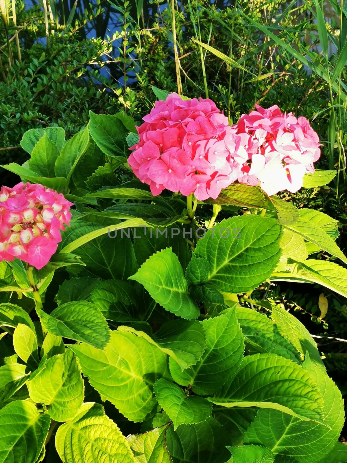 Purple hortensia with green background. High quality photo