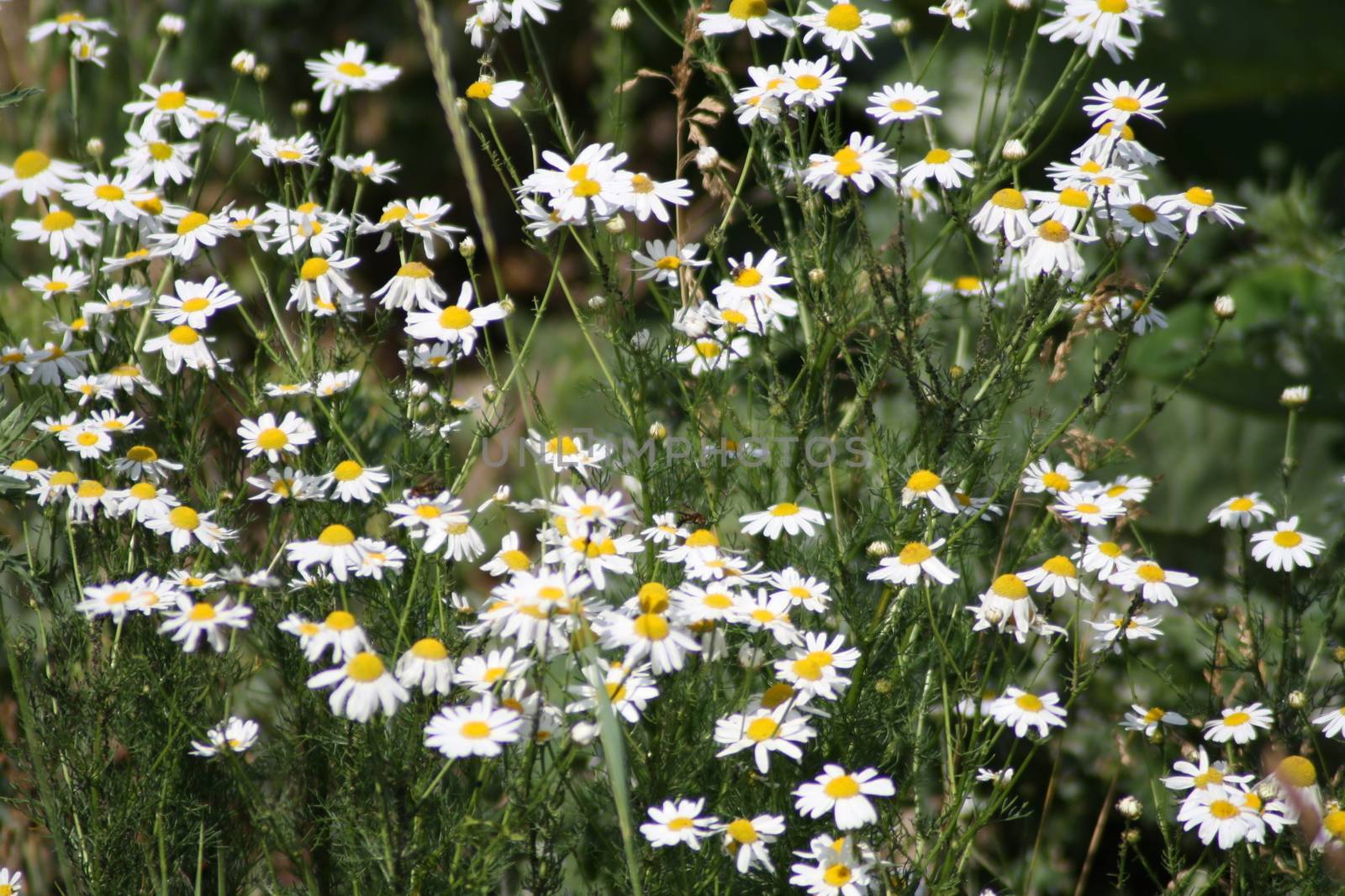 Tripleurospermum inodorum beautiful white flower in Budapest by balage941