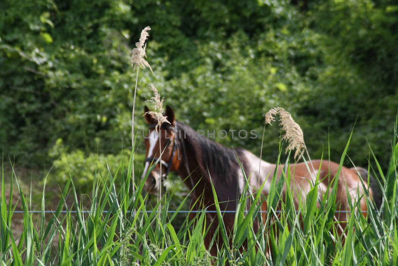 A horse standing on a lush green field. High quality photo