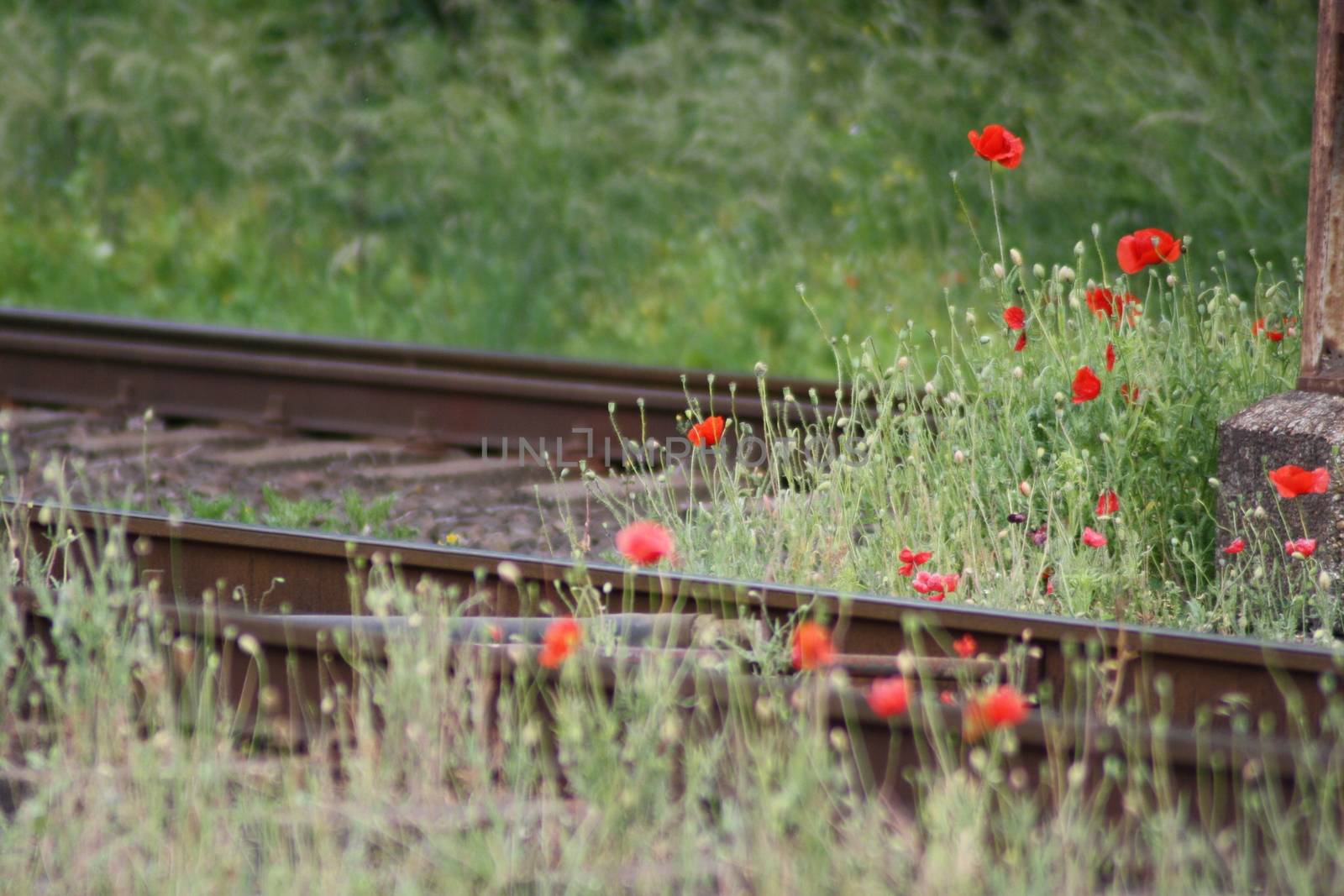 Red poppies at the train station  by balage941