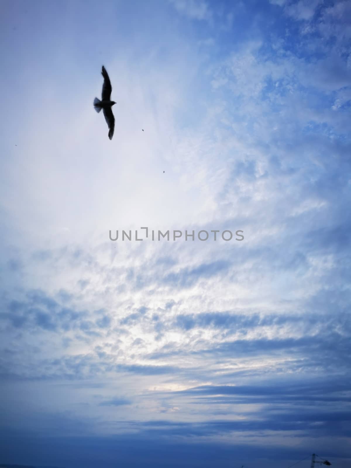 Seagull flies on lake Balaton beach on a summer evening by balage941