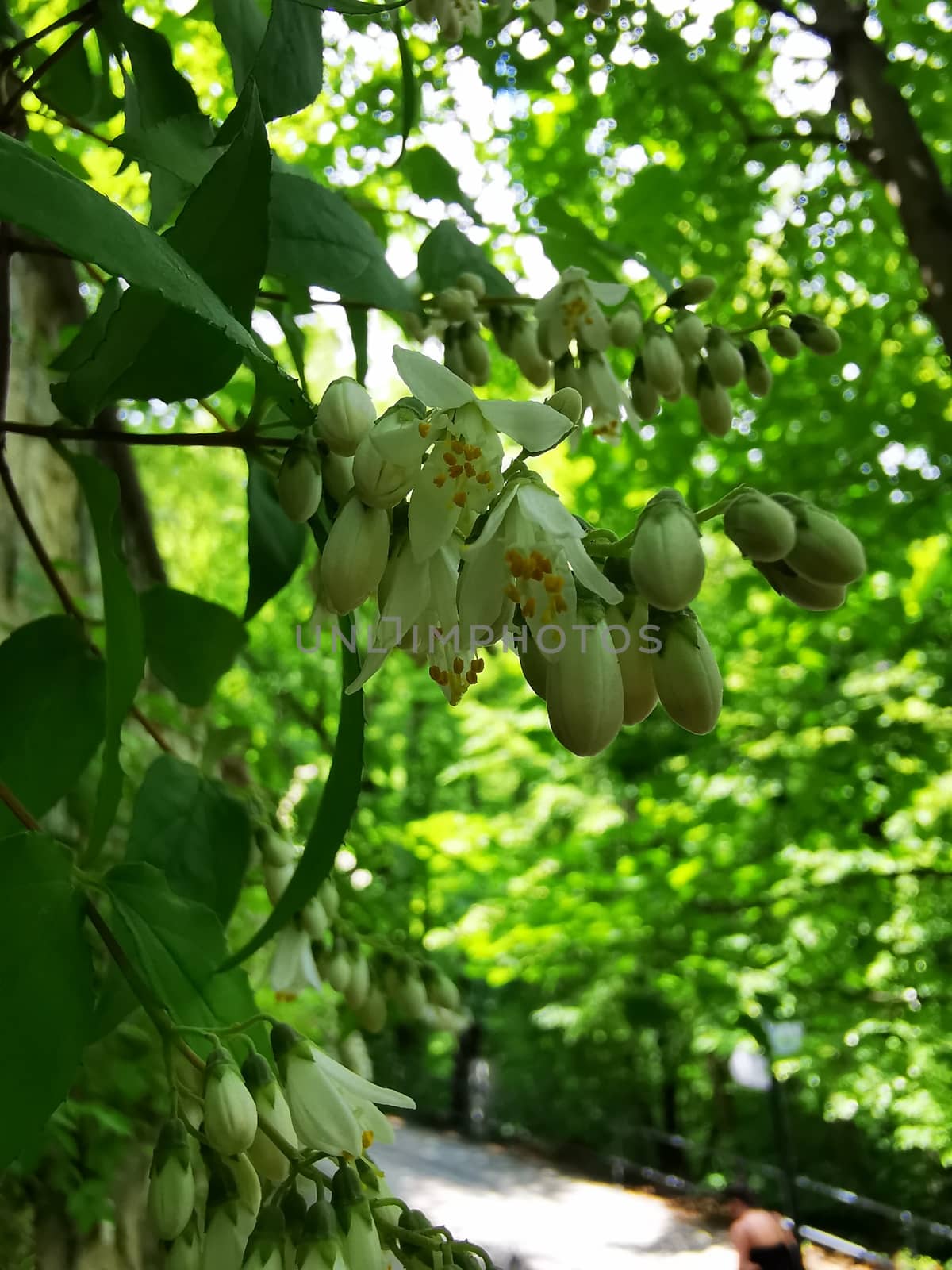 A fruit hanging from a tree. High quality photo