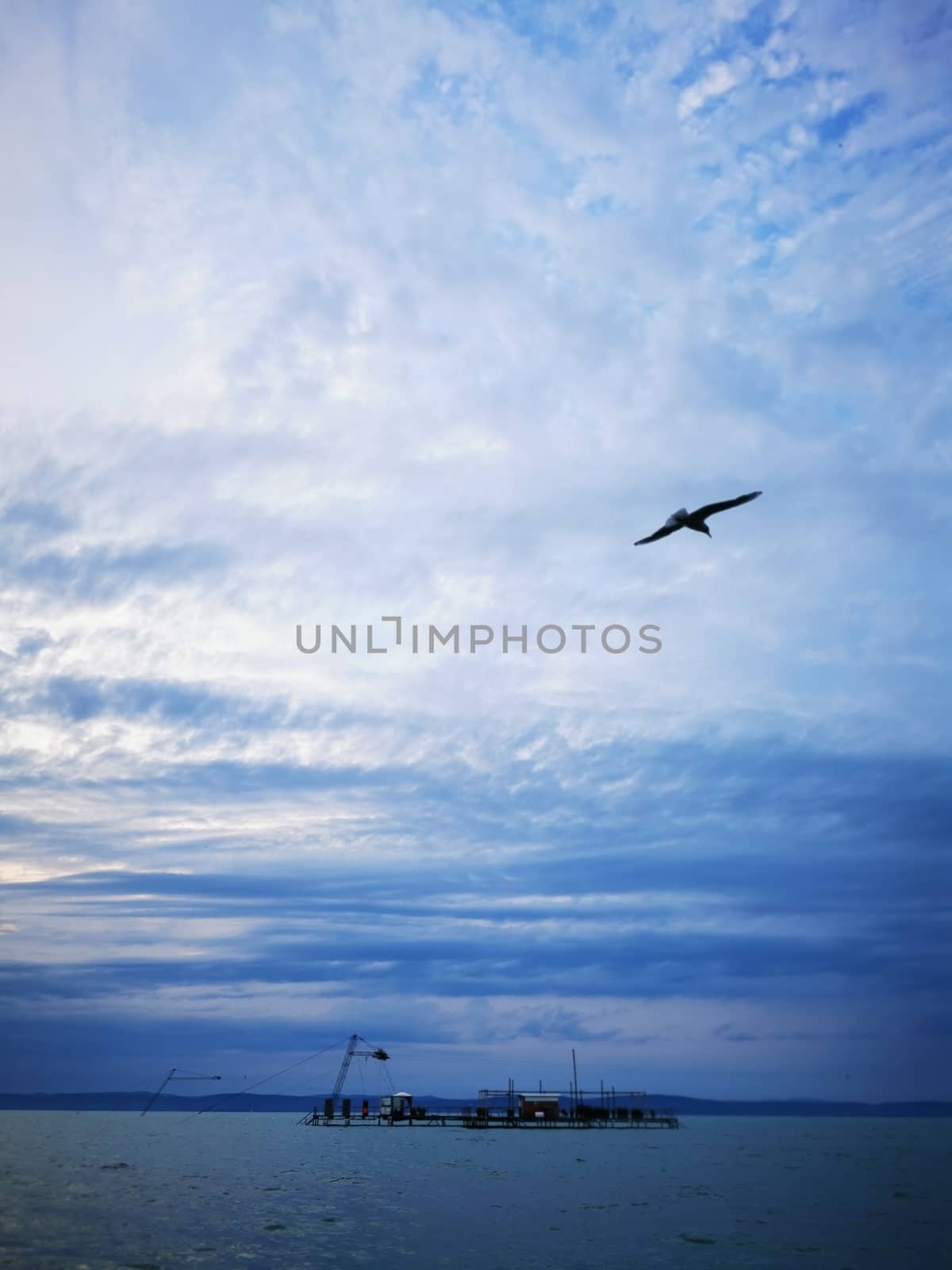 A large seagull flying through a cloudy blue sky. High quality photo