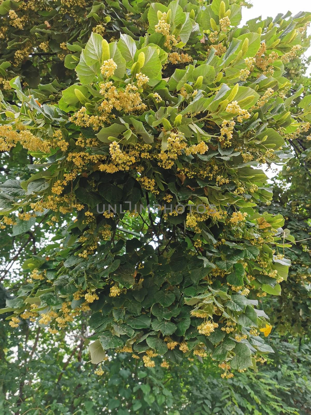 A bunch of green bananas growing on a tree. High quality photo