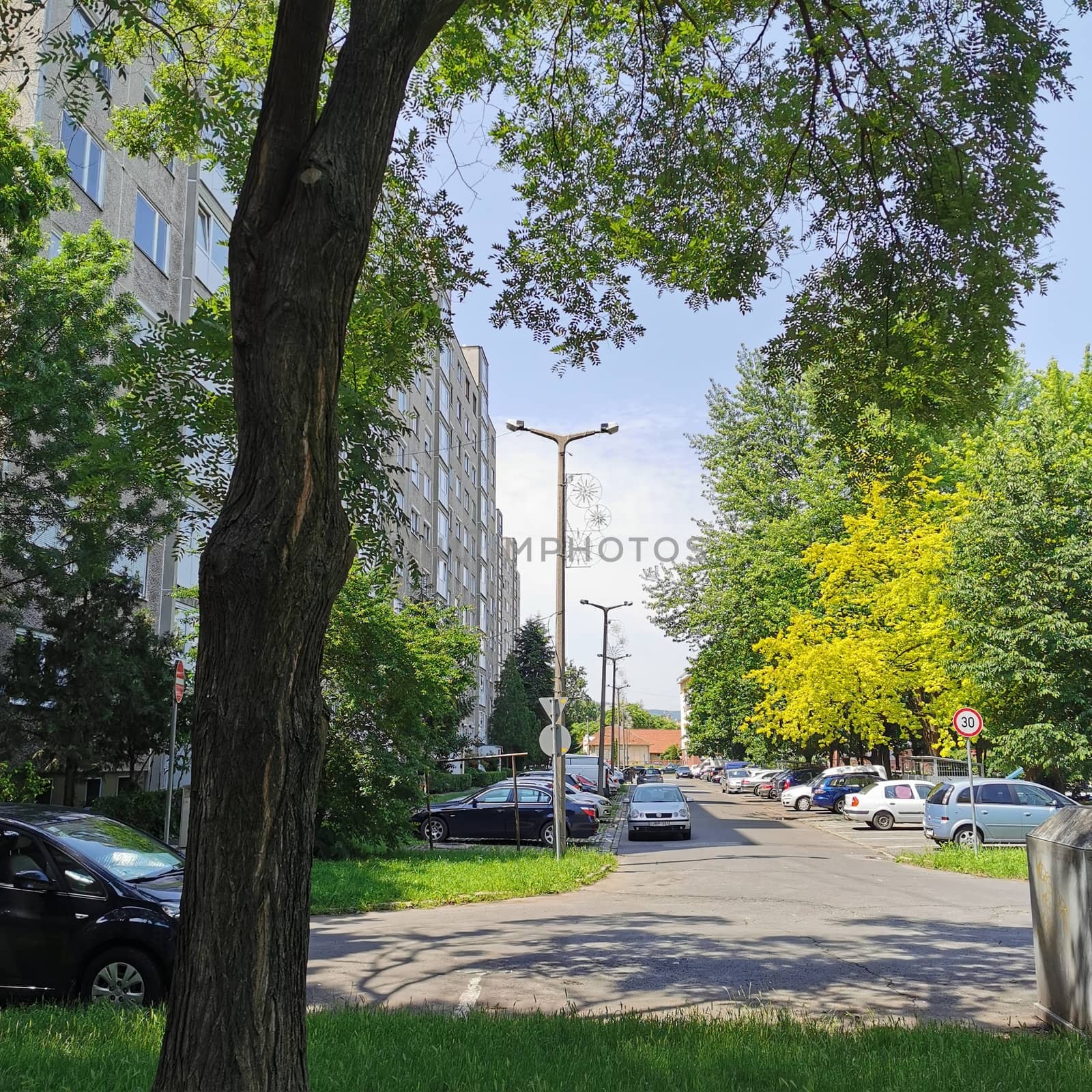 A tree in the middle of the street. High quality photo