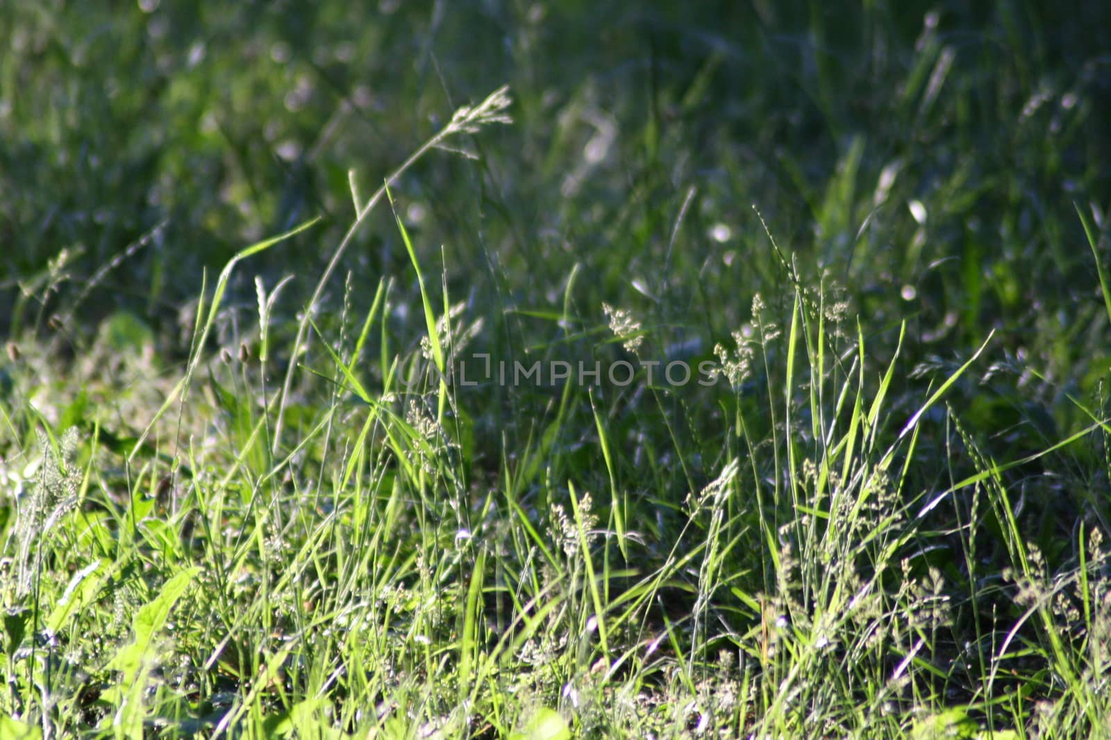 A close up of a lush green field. High quality photo