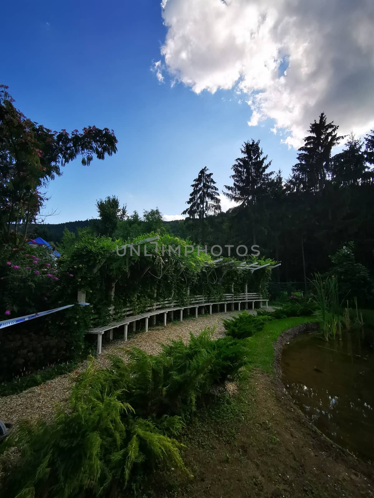 Beautiful landscape in fairy garden with lots of pines and mountains in the background. High quality photo