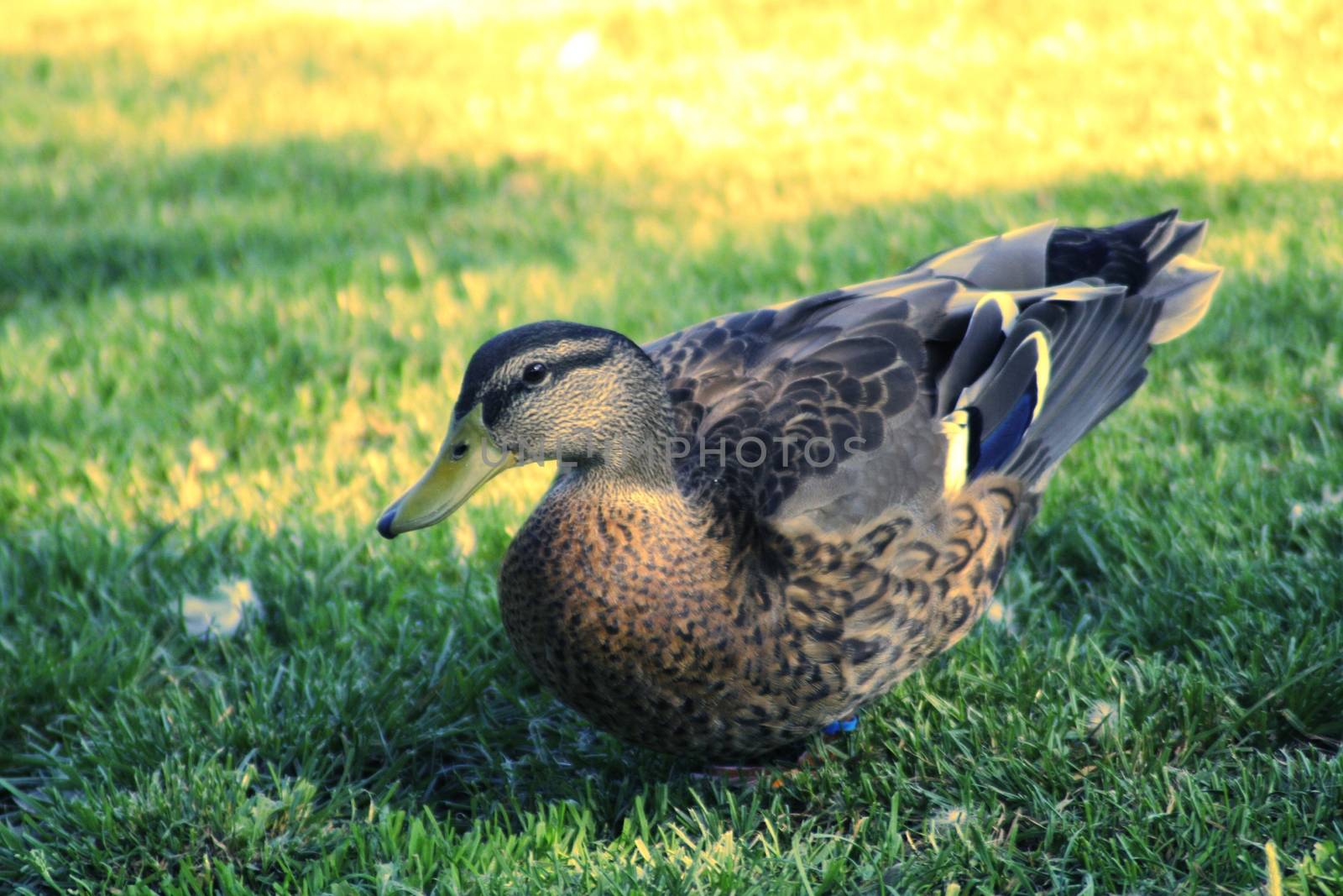 A duck in the grass. High quality photo